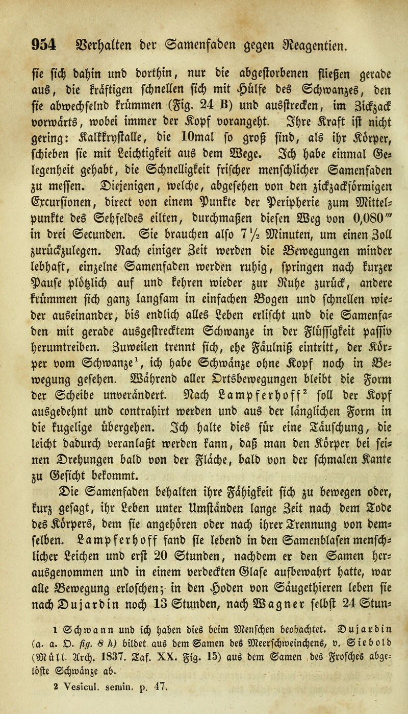 ffc ftdd ba|)tn unb bort^m, nur bte oböcjforbcnen fliegen ^tta'oc au6, bie frafttgen fc&nelTen ftcf) mit v^ulfe be§ ©d&wanjeS, Un ftc abtt?ed[)felnb frummen (gig. 24 B) unb au6j!rcdPen, im Sicfjad oomdrtö, wobei immer ber Äopf üorange^t. S^re Äraft ift md)t gering: Äalffr^ftalle, bie lOmal fo groß ftnb, aB i^x Mxptv, fcfcieben fi'e mit ßeic^tigfeit auS bem Söegc. Sd& ^aU einmal ©es legen^eit 3el)abt, bie @d)nellig!eit frifc^er menfd[)lic^er ©ömenfaben 5U meffen. £)ieieni9en, welcbe, abgefe^en bon ben jicf^acfformigen (^rcurffonen, birect üon einem 9)un!te ber 9)erip6erie jum ^itUU fünfte be6 ©el)felbe6 eilten, burdS)magen biefen SBeg t)on 0,080' in brei ©ecunben. ©ie hxand)tn alfo 7 ^4 9}?inuten, um einen Sott juructjulegen. '^ad) einiger Seit werben bie S5ewegungen minber lebl)aft, einzelne ©amenfaben werben rul)ig, fpringen mä) fur^er ?)aufe iplo^lic^ auf unb h\)xm wieber jur 9?u|)e jurucf, anbere frummen ftcb ganj langfam in einfachen S5ogen unb fd[)nellen wie^; ber au§einanber, bi6 enblic^ alle6 ^cUn erlifdS)t unb t)k ©amenfa^ ben mit gerabe auSgejlrecftem ©cbwanje in ber glujjigfeit ^affiü l)erumtrciben. 3uweilen trennt ftc^, t^c gdulntg eintritt, ber Äor^ :per t)om ©cbwanje', i^ l)aht ©c^wdnje ol^ne Äo^f m^ in SSt^ wegung gefe^en. 2Bö()renb aller ^rtSbewegungen hkiht t)k gorm ber ®d)eibe unüerdnbert. S^lad) ßampferf)off^ foU ber Äopf au§gebef)nt unb contra^irt werben unb an§ ber ldnglid()en Sorm in bie fugelige übergef)en. 3cf) |)alte bieg für eine 2;duf4)ung, bie leicht baburd) veranlagt werben fann, t)a^ man tj^n Äor^er bei feis nen £>re^ungen balb üon ber S^dc^e, balb üon ber fc|)malen Äante ju ®effcl)t befommt. ^ie ©amenfaben be|)alten i^re Sd()ig!eit ftdb ju bewegen ober, furj gefagt, i^r Men unter Umfldnben lange ^tit nacl[) t>em S^obc beg ÄorperS, bem fte angel)oren ober mä) i^rer Slrennung t)on bem^ felben. 2am^fer()off fanb fte lebenb in ben ©amenblafen menfd^^ lieber 2eic()en unb erji 20 ©tunben, nacbbem er Un (Bamtn ^tx- aufgenommen unb in einem üerbedPten ©lafe a\x^txock1:)Xt %Ckiiz, war alle S5ewegung erlofc^en; \n ben ^oben öon ©duget^ieren leben fie nadb3:)uiarbin nod^ 13 <Stunben, nad() SQSagner felbft 24@tun- 1 ©d^tüann unb td^ I)a6en bte§ beim SKenfc^en beo^jadötet. Suiacbin (a. a. D. ^.9- « ÄJ bilbet au§ bem ©amen be§ SDleerfc^weinc^eng, ö. ©tcbolb {mixU. 2(rc^. 1837. Saf. XX. gtg. 15) aug bem ©omen be§ ^wf^eS abge^ lojte <Sd^n)dnje ob. 2 Veslcul, seniin, p. 47.