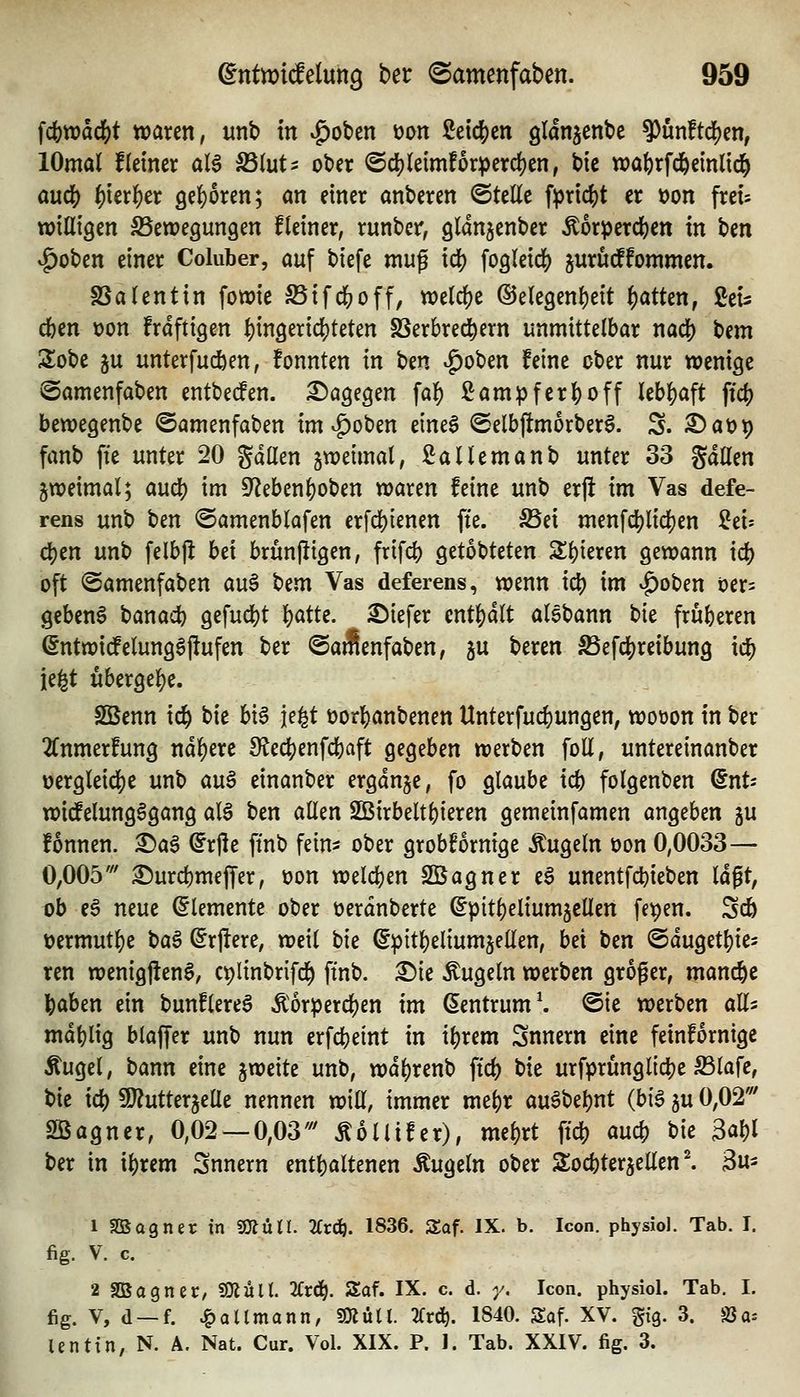 fcfett)ddE)t waren, unb in ^oben üon M6)in glan^cnbe ?)un!tcf)en, lOmal Keiner al$ SSlut^ ober <Scl)(eimforperd)en, bic n)a()rfc6emlid^ au(^ ^ieri^er 9e()oren; an einer anberen (Stelle fpric^t er üon frei^ willigen SSewegungen Heiner, runber, glanjenber ^6rperd)en in Un ^oben einer Coluber, auf biefe muß id) fogleic^ jurtKffommen. SSalentin fowie S5ifdE)off, weld)e ©elegenljeit |)atten, ßei^ eben üon frdftigen l)in9eric^teten SSerbred^ern unmittelbar r\a(5) Um Sobe ju unterfudben, fonnten in ben |)oben feine ober nur wenige ©amenfaben entbecfen. dagegen fal^ ßampferl&off leb][)aft ftc() bewegenbe ©amenfaben im vg)oben eineS ©elbjlmorber^. S. ^at)p fanb ffe unter 20 gdöen gweimal, Sallemanb unter 33 gdHen jweimal; aud) im 9fiebenl)oben waren feine unb erjl im Vas defe- rens unb ben ©amenblafen erfc][)ienen ffe. ä5ei menfcl^lidj)en itu dS)en unb felbjl bei brun|!igen, frifd) getobteten Spieren gewann id) oft ©amenfaben auS bem Vas deferens, wenn ic^ im »^oben oer= gebend banad) gefudjt l)atte. tiefer ent|)dlt alsbann bie früheren ßntwidfelunggfiufen ber ©aiflenfaben, ju beren S5efc^reibung id^ ie^t ubergel)e. SBenn id^ bie bi6 je^t t)or][)anbenen Unterfud)ungen, woöon in ber 2Cnmerfung naivere IRec^enfcbaft gegeben werben foll, untereinanber üergleid[)e unb auä einanber ergänze, fo glaube id) folgenben (5nt- wiefelungggang als htn allen SBirbeltbieren gemeinfamen angeben ju fonnen. ^aS (^rjle ftnb fein^ ober grobfornige kugeln üon 0,0033— 0,005' ^urdjmejfer, t?on welchen SBagner e§ unentfc^ieben Idgt, ob eS neue Elemente ober üerdnberte ©ptt^eliumjellen fet)en. Scö tjermutl^e ba§ (5rj!ere, weil tfk ©pit^eliumjellen, bei ben ©dugetljies ren wenigfienS, cplinbrifd^ ftnb. X)k Äugeln werben groger, manijc feaben ein bunflereS Äorperc^en im Zentrum \ @ie werben all^ mdfelig blaffer unb nun erfcfeeint in i^rem Snnern eine feinfornige Äugel, bann eine jweite unb, wdl)renb ftd) bie urfprünglic^je S3lafe, bie id) 9}?utterjeae nennen wiE, immer me^r au6bel)nt {bi§ ju 0,02' Söagner, 0,02 — 0,03' Äollifer), mel)rt ftdS) aucf) \)ic 3a!)l ber in i()rem Snnern enthaltenen Äugeln ober Soc^terjellen l 3u- 1 SBagner in ^ÜU. 2fr*. 1836. Zaf. IX. b. Icon. physiol. Tab. I. fig. V. c. 2 SBagner, SOIÜU. 2Crd^. Sof. IX. c. d. y, Icon. physiol. Tab, I. fig. V, d —f. Naumann, miiil 'Kt^. 1840. Saf. XV. gig. 3. SSa-- Unttn, N. A. Nat. Cur. Vol. XIX. P. 1. Tab. XXIV. fig. 3.