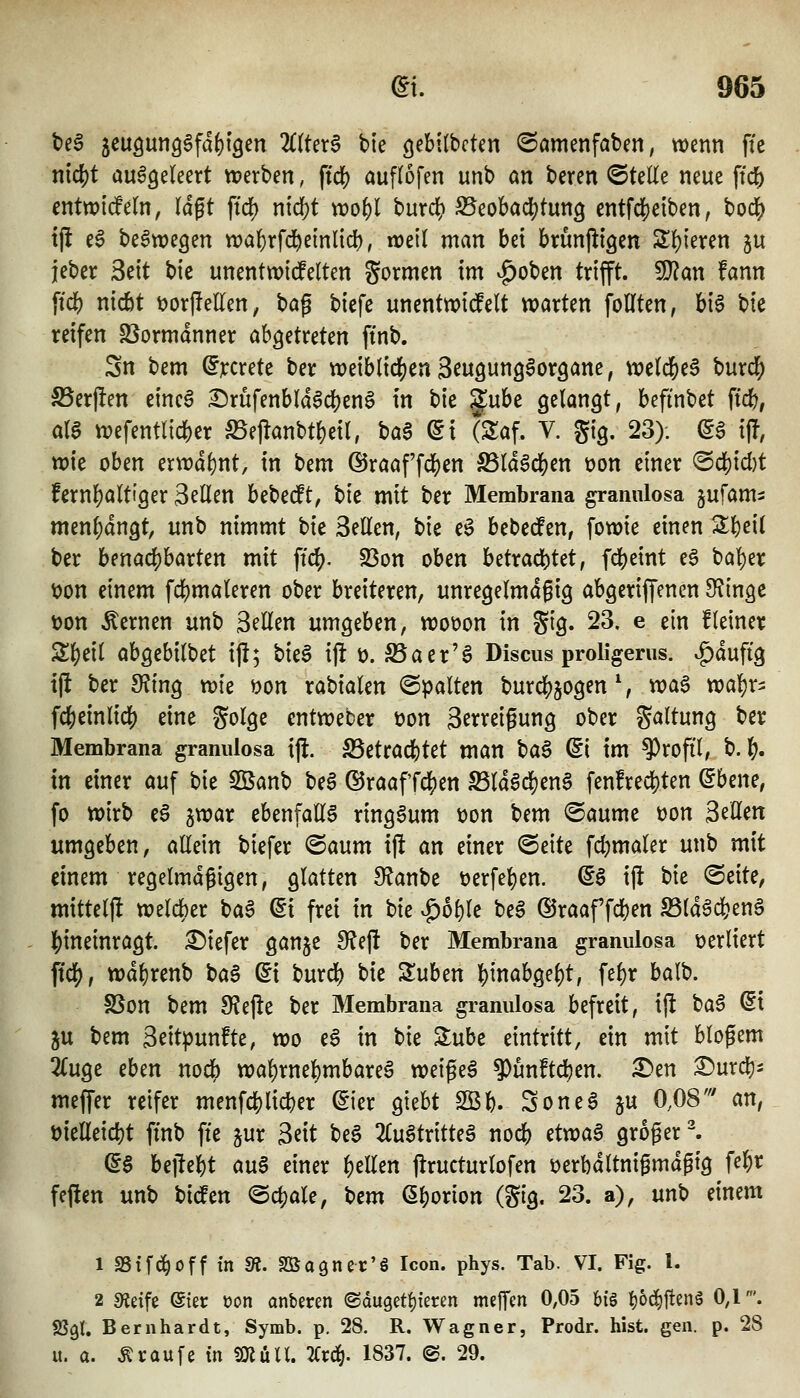 t)e§ 5cuöun9§fa()i9en 2C(ter§ bi'e öebKbcten ©ömenfaben, wenn fte nid[)t ausgeleert tverben, ffd) auftofen unb an beten ©teile neue \id) entwidfeln, lagt ftd) md)t wo^l burd) SSeobac^tung entfc]S)eiben, bod() ijl e6 beSwegen wal^rfd^einlid), n)eil man bei brunftigen SIl)ieren ju jeber 3eit bie unentwicfelten gormen im v^oben trifft, ^an fann ftd() nicbt t)or|!ellen, \>a^ biefe unenttx)tdfelt warten foUten, bt6 bie reifen SSormdnner ah^^tvckn ftnb. Sn bem ^jrcrete ber tt)eiblidS)cn3^uöungSor9anc, \vtld)t^ burd^ ^Berften eineS Srüfenbld6d()en§ in bie g^ube gelangt, befinbet M, aia wefentlicbcr S5ejlanbtl)eil, taB dl (SSaf. V. gig. 23). (5§ ift tt)ie oben erwähnt, in bem ©raaf'fclj)en S5ldgd)en üon einer 'B(^xd)t fernl)altiger 3ellen bebecft, t>k mit ber Membrana granulosa gufam^ menl}angt, unb nimmt tk Seilen, bie eS bcbedfen, fotuie einen Sll^eil ber hmad)haxUn mit ft(^. 23on oben betrad)tet, fdb^int e^ bal)er tDon einem fdjmaleren ober breiteren, unregelmäßig abgeriffenen S^inge t)on fernen unb Seilen umgeben, woüon in gig. 23. e ein Heiner Z^di abgebilbet ijl; bie§ ifl ü. ^aer'ä Discus proligerus. ^dufig ij! ber 9?ing wie öon rabialen ©palten burd[)jogen S wae wal)r2 fd&einlid) tm golge entweber üon Serreigung ober Haltung ber Membrana graniilosa \% Sßcttad)Ut man haB di im ?)rofil, b. IE), in einer auf bie Söanb bea (BraafTdS)en S5ld6cl)en6 fenfred)ten dhme, fo wirb e§ jwar ebenfalls ringsum üon bem ©aume üon S^Hen umgeben, aEein biefer (Baum ijl an einer ©eite fdjmaler unb mit einem regelmdgigen, glatten Staube öerfe^en. ^S ijl hit ©eite, mitteljl welcber ba6 ßi frei in bie ^ol)le be6 ©raaf fcben S3ldg*en§ |)ineinragt. :^iefer ganje 9?ejl ber Membrana granulosa verliert \iä), wd^renb \^aB di burdS) bie STuben |)inabgel)t, fel)r balb. SSon bem 9?efle ber Membrana granulosa befreit, ijl t)aB ^i ju bem 3eit)3unfte, wo e6 in bie 2:ube eintritt, ein mit blogem 2(uge eben nodb wal)rne^mbare§ weigeS 9)unftd?en. ^en ^urcl)- meffer reifer menfc|)lieber ^ier giebt SBb. SoneS ju 0,08' an, öielleicbt ftnb fte ^ur Seit be§ 2luStritteS nocb üvoaB groger. (5§ bejlel)t au§ einer gellen jlructurlofen t>erbdltnigmdgtg fe'i)X feften unb t)läin ©c^ale, bem ß^orion (gig. 23. a), unb einem 1 SStfd^off in SÄ. aSaönec'ö Icon. phys. Tab. VI. Fig. l. 2 Steife @{er üon anberen ©dugeti^ieren mejTen 0,05 bi'§ t)6c^j!en§ 0,1'. SSgl. Bernhardt, Symb. p. 28. R. Wagner, Prodr. bist. gen. p. 28 u. a. Traufe in fOlüU. 2Ci:d^. 1837. ©. 29.