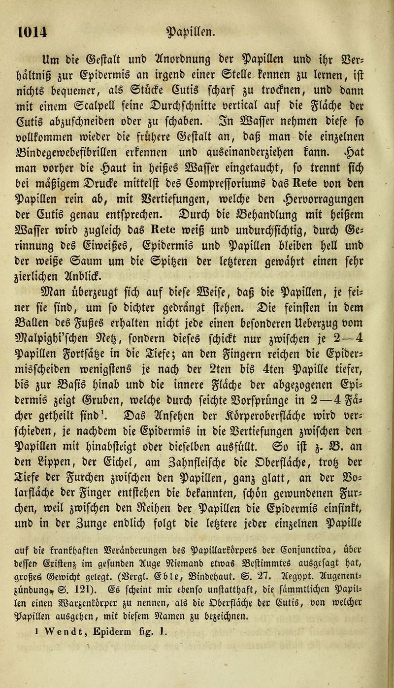 Um bie ©ejlart unb 2£norbnun3 ber 9)a^3i(len unb \i)x 23er5 t)dltnig 5ur ©ptbermi'6 an trgenb einer ©teile fennen ju lernen, ijl nicl)t6 bequemer, al§ ©turfe (5uti^ fcl)arf gu trocfnen, unb bann mit einem «Scalpell feine 3!)urcl;f^nitte i^ertical auf bie gladje ber (5uti0 ab3ufd)neiben ober ju fd?aben. Sn S53affer neljmen biefe fo üoEfommen wieber bie frul^ere ®ej!alt an, \)a^ man bie einzelnen S3inbegcn)ebefibrillen erfennen unb au^einanberjie^en fann. ^at man t)orl)er bie ^aut in l)eigeg 2Baffer eingetaudjjt, fo trennt fidj) bei magigem X)rucfe mittelji be6 (5om^)refforium§ \)a$ Rete t)on ben Papillen rein ah, mit SSertiefungen, «)eld)e ben vg)ert)orra9un9en ber ßuti§ genau entfprec()en. £)urc^ bie S5e^anblung mit ()eigem SBaffer wirb jugleicl) ta§ Rete weig unb unburc][)ffd[)tig, burd[) ©e^ rinnung be§ ^iweige$, (^pibermiä unb 9)apillen bleiben l^ell unb ber weige @aum um bie @pi|en ber le^teren gewd()rt einen \i^x jierlidijen 2lnblitf. Wlan uberjeugt fid) auf biefe SBeife, t)a^ bie 9)apillen, je fei^ ner fte fmb, um fo bict)ter gebrannt jle^en. £>ie feinj^en in tem S5a(len be§ guf eS erhalten niclS)t jebe einen befonberen Ueberjug t)om 5!J?alpigbi'f*cn ^f^^^i fonbern biefeg f<^\ät nur jwifc^en je 2 —4 Papillen Sortfd^e in bie Sliefe; an t}in gingern reid[)en bie ©piber^ mi§fc{)eiben wenigjlen^ je nac& ber 2ten bi6 4ten 9)apillc tiefer, hl§ jur S3aft6 t)\mh unb bie innere gldc()e ber abgezogenen dpU bermiö jeigt ®ruben, welche burcb feic()te 2$orfprunge in 2—4 gd« c^cr get^eilt ftnb\ X)a^ TTnfeljen ber Äorperoberfidcbe wirb mx^ fdpieben, je nad^bem bie @pibermi§ in bie S3ertiefungen jwifc()en ^m Papillen mit l^inabjfeigt ober biefelben auafuöt. ©o ift j. S5. an ben ^iTßpm, ber @ic^el, am 3a^nfleifd)c ^k ^berfldc&e, tro^ ber Siefe ber gurcfeen 5wif4)en t>m ^Papillen, ganj glatt, an ber 230^ larfld(*e ber ginger entließen t)k bekannten, \d)bn gewunbenen gur- c|)en, weil 5wifcf)en ben 9?eil)en ber VapxUen bie ©pibermi^ einftnft, unb in ber 3unge enblic() folgt bie le^tere jeber einzelnen Papille auf hit tvanfi)afkn SSecdnberungen beö ^apittarBrper§ ber ©oniunctiöa, öbec beffcR (Siciflenj im gefunben JCuge 9?iemanb üwa^ SSe||{mmte§ auggefagt i)at, gro^eä (SJewtc^t gelegt. (Jßergl. @bte, SStnbe^aut. ©. 27. 2Cegi)pt. 2(ugenents junbung», @. 121). @g fc^eint mir ebenfo unjtatt^aft, hU fdmmttic^en ^a^iU len einen äBarjencorper ju nennen, alö bie SDberftdc^e ber (Sutiä, üon »eldjer Papillen auöge£)en, mit biefem S^amen ju bejeid&nen. 1 Wendt, Epiderm fig. 1.