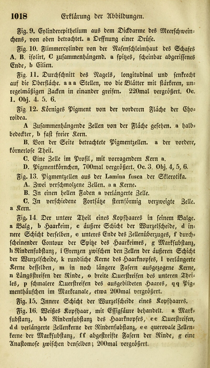 gig. 9. (5t)linbereptt]()eltum a\x^ bem ^idbarme t>e0 9??eerfc^wem- ö^tn^, tjon oben 6etrad[)tet. a Defnung einer ^rufe. gig. 10. glimmercplinber oon ber 9?afenfd[)le{m^aut beS ®d)afe§ A. B. tfolirt, C 5ufammenf)dn9enb. a \p\^i^, fc{)einbai: aböerlffeneö ßnbe, b ©Ken. gig. 11. ^urd)fc()mtt be6 S^ageB, (ongttubtnal unb fenfrccfjt ouf bte Dberfldcf)e. a a a (Stellen, wo bie SSldtter mit jldrfeten, un^ regelmdgigen ^c^ätn in einanber greifen. 220mal üergrogert. Oc. 1. Obj. 4. 5. 6. gig. 12. Äornigcg Pigment üon ber t)orbcren gldd()c ber ß()0- roibea. A Sufammenfjdngenbe 3cllßn t)on ber gtdcf)c gefe^en. a i^alb^ bebedfter, b fafl freier ^ern. B. «öon ber @eitc bztxai^Uk ^igmentjellen. a ber üorbere, fornerlofe S^eil. C. eine Seile im 9)rofil, mit üorrögenbem Äern a. D. ^igmentforncben, TOOmal öerQrogert.. Oc. 3. Obj. 4, 5, 6. gig. 13. ^igmentjellen öu§ ber Lamina fusca ber ©flerotifa. A. Swei üerfcbmoljene SeEen. a a Äerne. B. Sn einen gellen gaben a üerldngerte SeUe. C. Sn üerfcbiebene gortfd^c jternformig tjerjweigte Seile. a Äern. gig, 14. ^er untere S^eil etne§ Äo^)fbaareS in feinem SBalge. a SSalg, b ^aarfeim, c dugere @cbidt)t ber 2Bur^elfcl()eibe, d in^ nere @c{)tcbt berfelben, e untere^ ©nbe bea Sellenuberjuge^, f burc^i^ fclS)einenber dontour ber @pi|e bc6 ^aarfeimeS, g 9)?arffub|}anj; hSJinbenfubjlanj, i®renjen jwifcben ben Seilen ber dugeren @d^ic^t ber SBur^elfdbeibe, k runblid^e Äerne beg |)aarfnopfea, 1 verlängerte Äerne beffelben, m in nocb längere gafern öu^ge^ogcne Äerne, n ßdngSjlreifen ber Slinbe, o breite £luerjlretfen be6 unUxen Zi)cU leg, p fcbmalere £luerflreifen beö au^gebilbetcn ^aaxi$, qq ^ig^ ment^dufd[)en im Wlaxhamk, ctxoa 200mal üergrogert. gig. 15. Snnere ^ö^i^t ber 3iBur5elfcl)etbe eineg Äopf^aareg. gig. 16. SBeigeS Äo^fbaar, mit (iffigfdure bel)anbelt. a Tlaxh fubjlanj, bb OJtnbenfubjlanj beg vg)aarfnopfea, cc £luer|Ireifen, dd üerldngerte Sellenferne ber S^inbenfubjlanj, ee queroüale Seöen:: ferne ber !J}?arffubj!anj, ff abgeflreifte gafern ber 9?inbe, g eine 2Cnaj!omofe jwifc^en benfelben; 200mal üergrogert.