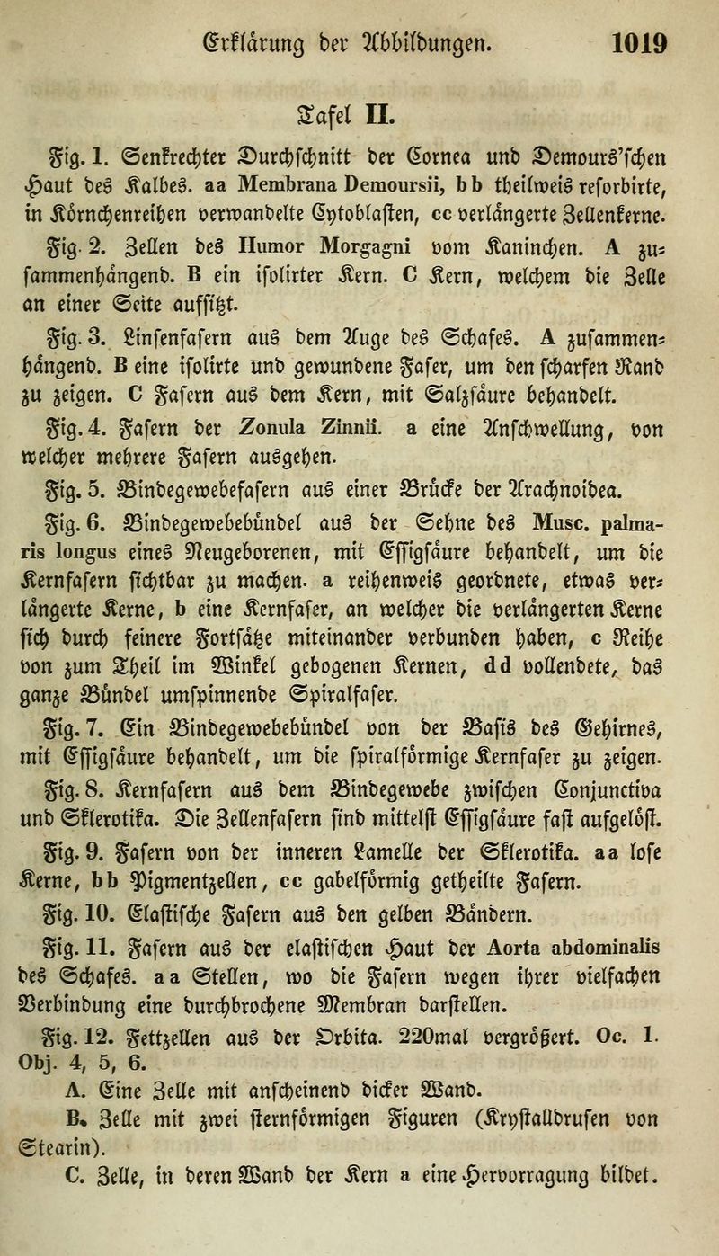 STafel II. gi'g. 1. @enfrcd)tcr ^urd?fd)nitt ber Cornea unb ^emour6'fc|)en ^aut beS ^a(be6. aa Membrana Demoursii, b b tbeitwetö reforbtrte, in ^tornc^enreiben tjerwanbelte (^ptoblajlen, cc verlängerte 3etlenfernc. gig. 2. Seilen be§ Humor Morgagni t)om Äaninc^en. A ju^ fammentjdngenb. B ein ifolirter Äern. C Äern, tt?eld)em bie 3eÜe an einer ©eite öufff^t. Sig. 3. ßinfenfafern au§ bem ^fuge te6 <Sd()afe6. A jufammen- ^dngenb. B eine ifolirte unt> genounbene Safer, um ten fciS)arfen S?anb ju geigen. C gafern au^ bem Äern, mit ©al^fdure bel)anbelt. gig.4. gafern ber Zonula Zinnii. a eine Zn\d)WtUmQ, t)on ttje(dS)er mehrere gafern au^9e()en. gig. 5. SSinbegetrebefafern a\x§ einer S3rucfe ber 2£racl[)noibea. gig. 6. SSinbegettjebebünbel auS ber ©el&ne be§ Muse, palma- ris longus eineS ^Neugeborenen, mit ^ffigfaure be{)anbelt; um bie Äernfafern ft4)tbar ju mad^en. a rei()entt)ei§ georbnete, ctwaS ver- längerte Äerne, b eine Äernfafer, an tt?elcl)er bie verlängerten Äernc ftc^ burcf) feinere gortfd^e miteinanber verbunben 'i)ahm, c 9?ei&c von jum Zi)di im 5Bin!el gebogenen fernen, dd vollenbete, t}a§ ganje S3ünbel umfpinnenbe ©piralfafer. gig. 7. ^in ^inbegewebebunbel von ber 5Baftg be§ ®el()irne§, mit (5ffigfdure be()anbelt, nm t)k fpiralformige Äernfafer ju §eigen. gig. 8. Äernfafern au6 bem SSinbegcwebe jwifcljen ßonjunctiva unb ©flerotifa. £)ie Sellenfafern ftnb mitteljl ^ffigfdure faji aufgelöst. gig. 9. gafern von ber inneren Lamelle ber ©flerotifa. aa lofe Äerne, bb ^igmentjcUen, cc gabelförmig getl^eilte gafern. gig. 10. ^laj!ifcl)e gafern au^ Un gelben ^dnbern. gig. 11. gafern au6 ber claflifcben ^ant ber Aorta abdominalis be§ @c|)afeg. aa (Stellen, wo t>k gafern wegen t^rer vielfachen 23erbinbung eine burc^brod()ene Wlcmhxan barjleUen. gig. 12. gettjellen au^ ber Drbita. 220mal vergrößert. Oc 1. Obj. 4, 5, 6. A. ^ine Seile mit anfd)einenb bider 2Banb. B. Seile mit jwei fiernformigen gigur^n (Än;j!aübrufen von Stearin). C. Seile, in berenSßanb ber Äern a eine ^gyervorragung bilbet.