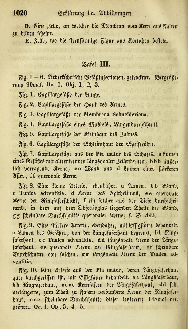 D. eine Seile, an mld)tx bte ^tmhxan t>om^ct:n au6 galten ju bilben fd[)emt. E. Seile, wo bie jlernformiöc gt^ur au6 ^ornd[)en bejlel^t. Za\el in. gig. 1 —6. 2teberfu^n'fdS)e ©efdgmiectionen, öetrodfnet. SSergroge- rung 90mal. Oc. 1. Obj. 1, 2, 3. gtg. 1. (Sapillargefdge ber ßimge. gig. 2. 6a^)iaargefdge ber ^aut be0 2Crmc0. gtg. 3. ßa^tllargefdgc ber Membrana Schneideriana. gtg. 4. (Sapillargefagc eine^ Tlu^hU, 2dngenburc{)fcl[)ni'tt. gtg. 5. ßapiaargefdge ber f&m^ant be§ gafene^. gtg. 6. ßapillargefdge ber ©cJletmlSjaut ber @^3eifero^re. gtg. 7. ($a^)illargefdfe au§ ber Pia mater teS @dE)afe§. azurnen eme6 ®efd§egmit alterntrcnben Idng^ooalen 3ellen!ernen; bbb duger- lidS) t)orrögenbe ^erne, cc Sßanb unb d ßumen einea j^drferen %]tc$, ff querot)ale Äerne. gtg. 8. ßtne flerne Ztimt, cbenbö^er. a ^umm, bb Sßanb, c Timica adventitia, d Äerne be§ (5ptt]S)eltum^, ee querot)ale Äerne ber 9?mgfafcrfd[)id^t, f ein folci[)er m^ ber 2:tefe burc()fdS)eti nenb, in bem auf bem ^bjecttöglaa liegenben Steile ber SBanb, gg fc&etnbare ^urd()fcl)mtte queroüaler ^ernc; f. ©. 493. gig.9. dim jfdrfere 2Crterte, ebenbaf)er, mit (^ffigfdure hi^anMt a Hmcn beS ©efdgea, üon ber 2dng6faferl)aut begrenzt, bb SJing* faferbaut, cc Tunica adventitia, dd Idng^oüale Äerne ber ßdng^- faferbaut, ee quercüalc Äerne ber SJingfaferbaut, ff fcl[)etnbare ^urcbfd[)nittc t)on folci[)en, gg ldng6oöale Äerne t>er Tunica ad- ventitia, gtg, 10. ^inc 2lrterie au^ ber Pia mater, beren ^dngSfafer^aut quer bur($geri|Ten x\t, mit ^fftgfdure bel^anbelt. aa 2dng6faferbaut, bb Olingfaferbaut, cccc Äernfafern ber ^dnggfaferbaut, dd febr üerldngerte, jum S^eil ju gafern üerbunbene ^txnt ber S^ingfafer- Ijaut, eee fcbcinbare ^urcbfcbnitte biefer leifeteren; 148mal t)eri grogert. Oc. 1. Obj. 3, 4, 5.