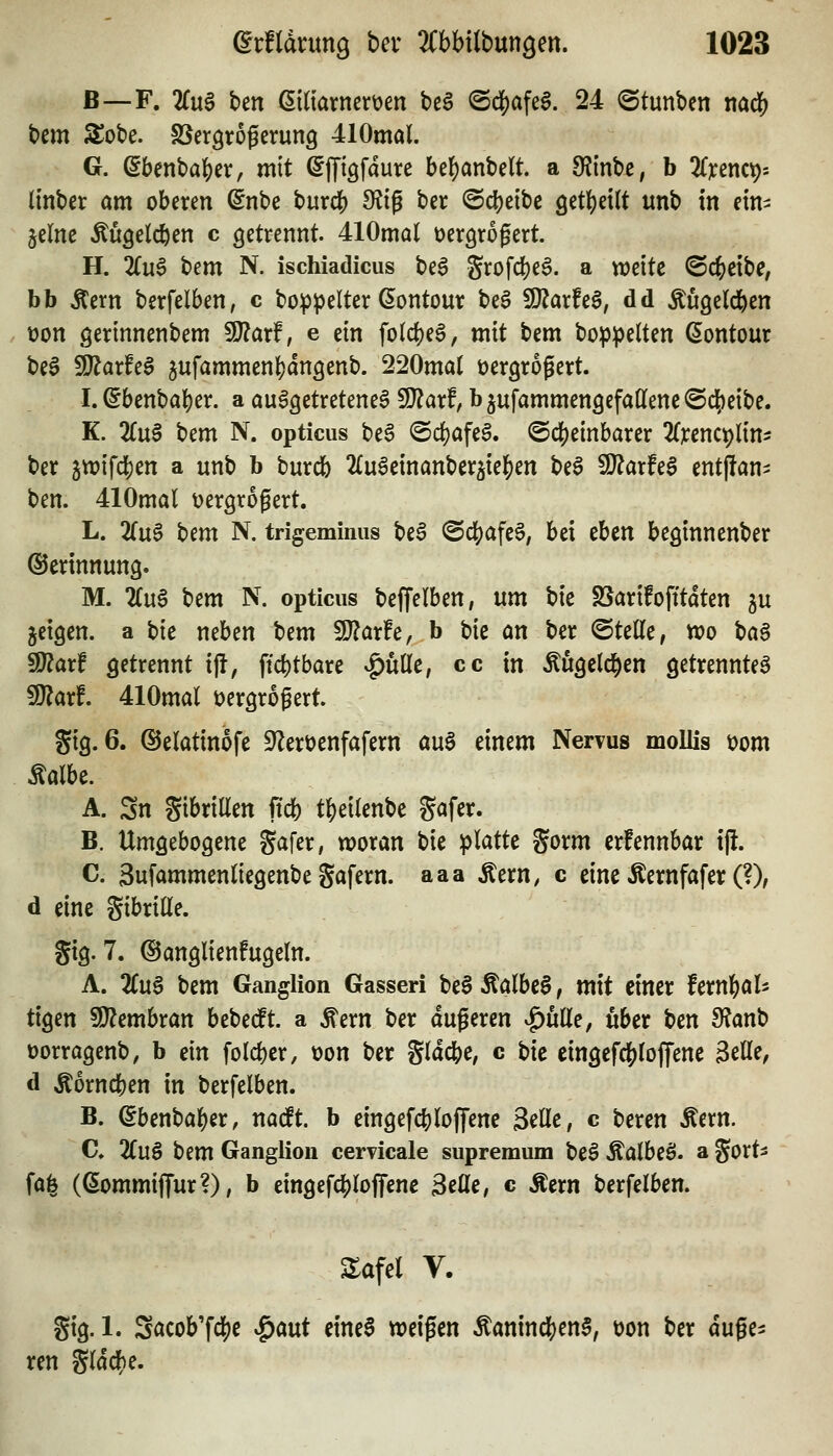 ß—F. 2fu§ \)tn ßidarnerüen bc§ ©d[)afe§. 24 ©tunben md^ t>cm SJobe. SSergrogerung 410möl. G. ßbenba|)er, mit ^jTiQfdure be()anbelt a fR'mtc, b ^fyencps linber am oberen (5nbe burdj) 9?tg ber @c^)eibe get^eilt unb in ein- jelne Mgelc^en c getrennt. 410ma( oergrogert. H. 2(u6 Um N. ischiadicus be6 grofc|)e§. a weite ©c()cibe, bb Äern berfelben, c bo^pelter ßontour beö TlaxU^, dd Äugeld&en t)on öwnnenbem ^axf, e ein fo(c|)e^, mit bem boppelten (5ontour be0 9J?arfe§ 5ufammen|)dn3enb. 220ma( üergrogert. I. ^benbal)er. a ausgetretene^ 5l}?arf, b jufammengefaQfene ©c^eibe. K. ZüB t)cm N. opticus beS ©d)afeS. @d[)einbarer 2(]t:enct)lin- ber 5tt)ifd[)en a unb b burdb 2{uöeinanber5tel[>en beS 9J?arfeS entfian- ben. 410mal üergrogert. L. 2ruS Um N. trigeminus beS @c!)afe§; bei tUn beginnenber ©ertnnung. M. 2(u6 bem N. opticus beffelben, um t)\c SSarifofftdten gu geigen, a Ut neben bem 9}?arfe, b bie an ber ©teile, vro t)a^ ^axt getrennt ijl, ftcl)tbare ^ülle, cc in ÄugelclS>en getrennte^ ^axt 410mal üergrogert gig. 6. ©elatinofe S^lerüenfafern au§ einem NeiTus mollis t)om Äalbe. A. Sn gibrillen ftcb tf)etlenbe gafer. B. Umgebogene gafer, woran bie platte gorm erfennbar i% C. Sufammenliegenbe gafern. aaa Äern, c eine Äernfafer (?), d eine gibrille. gtg. 7. ©anglienfugcln. A. 2Cu§ bem Ganglion Gasseri beS Äalbe§, mit einer Uxrif)(iU ttgen 5J?embran bebedPt. a ^ern ber äußeren |)ülle, über ben 9?anb üorragenb, b m folcber, üon ber glacbe, c bie eingefdSjlojfene Belle, d ^orncben in berfelben. B. (5benba|)er, nadft. b eingefcbloffene Seile / c beren Äern. C» liuß bem Ganglion cervicale supremum beä Äalbeö. a gort^ fafe ((SommiJTur?), b eingefd[)lofTene ^eüe, e Äern berfelben. Safel V. gtg. 1. Söcob'fd[)e '^ant etneS weifen Äaninc^en§, t)on ber duge=: ren gldd[)e.