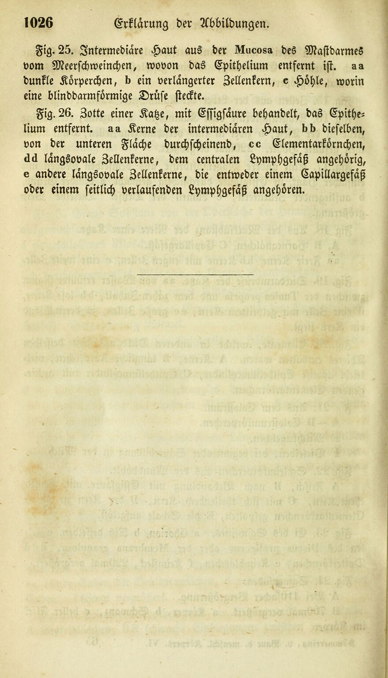 gi'g. 25. Sntermebiare ^aut au6 ber Mucosa bc§ 3}?aßbarme5 t)om 9}?eerfd)n?etncl^en, woöon ^a$ (^pit^elmm entfernt ijl. aa tunf(c ^orperd^en, b ein verlängerter Sellenfern, c ^b\)U, worin eine blinbbarmformige ^rufe jle(fte. gig. 26. 3otte einer Äa^e, mit ßffigfdure be()anbelt, ta^ ^pit^e^ lium entfernt, aa Äerne ber intermebiaren ^aut, bb biefelben, t)on ber unteren g(dc()e burd[)fc§einenb, cc ^(ementarfornd()en, dd (ang^oöale äeHenfernc, Um centralen 2ptti^|)9efag ange^orig, e anbere langöoüale 3eEenferne, bie entweber einem (Sa^illargefdg ober einem feitlicf) üerlaufenben 29m^l)9efdp angeboren.