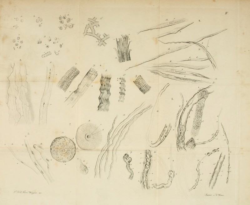 ■:r'Sii\:^„. %.^-. \fA^t,t ~ CXL,.