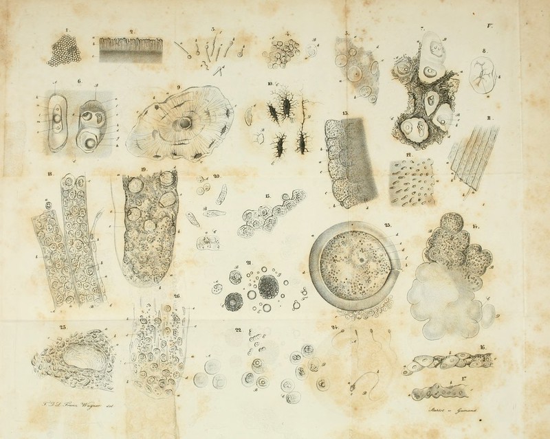 $ ■■^:::- ^^, ■Ti3.S£.3ä^^ V/i. ^Hifi ä .^^ 1^ ^ -°^ f^ ;(i)&^ ^m .<^M::^m- ^ ' ( ( '^i'®/ (g-) ' f» /. -