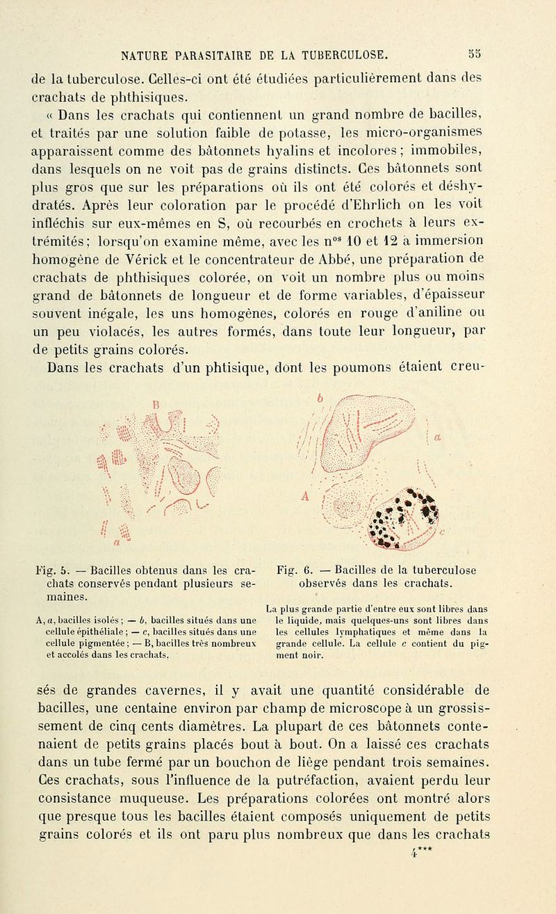 de la tuberculose. Celles-ci ont été étudiées particulièrement dans des crachats de phthisiques. « Dans les crachats qui contiennent un grand nombre de bacilles, et traités par une solution faible de potasse, les micro-organismes apparaissent comme des bâtonnets hyalins et incolores ; immobiles, dans lesquels on ne voit pas de grains distincts. Ces bâtonnets sont plus gros que sur les préparations où ils ont été colorés et déshy- dratés. Après leur coloration par le procédé d'Ehrlich on les voit infléchis sur eux-mêmes en S, où recourbés en crochets à leurs ex- trémités; lorsqu'on examine même, avec les n°^ 10 et 12 a immersion homogène de Vérick et le concentrateur de Abbé, une préparation de crachats de phthisiques colorée, on voit un nombre plus ou moins grand de bâtonnets de longueur et de forme variables, d'épaisseur souvent inégale, les uns homogènes, colorés en rouge d'aniline ou un peu violacés, les autres formés, dans toute leur longueur, par de petits grains colorés. Dans les crachats d'un phtisique, dont les poumons étaient creu- Fig. b. — Bacilles obtenus dans les cra- chats conservés pendant plusieurs se- maines. A, a, bacilles isolés ; — b. bacilles situés dans une cellule épithéliale ; — c, bacilles situés dans une cellule pigmentée ; — B, bacilles très nombreux et accolés dans les crachats. Fig. 6. — Bacilles de la tuberculose observés dans les crachats. La plus grande partie d'entre eux sont libres dans le liquide, mais quelques-uns sont libres dans les cellules lymphatiques et même dans la grande cellule. La cellule c contient du pig- ment noir. ses de grandes cavernes, il y avait une quantité considérable de bacilles, une centaine environ par champ de microscope à un grossis- sement de cinq cents diamètres. La plupart de ces bâtonnets conte- naient de petits grains placés bout à bout. On a laissé ces crachats dans un tube fermé par un bouchon de liège pendant trois semaines. Ces crachats, sous l'influence de la putréfaction, avaient perdu leur consistance muqueuse. Les préparations colorées ont montré alors que presque tous les bacilles étaient composés uniquement de petits grains colorés et ils ont paru plus nombreux que dans les crachats