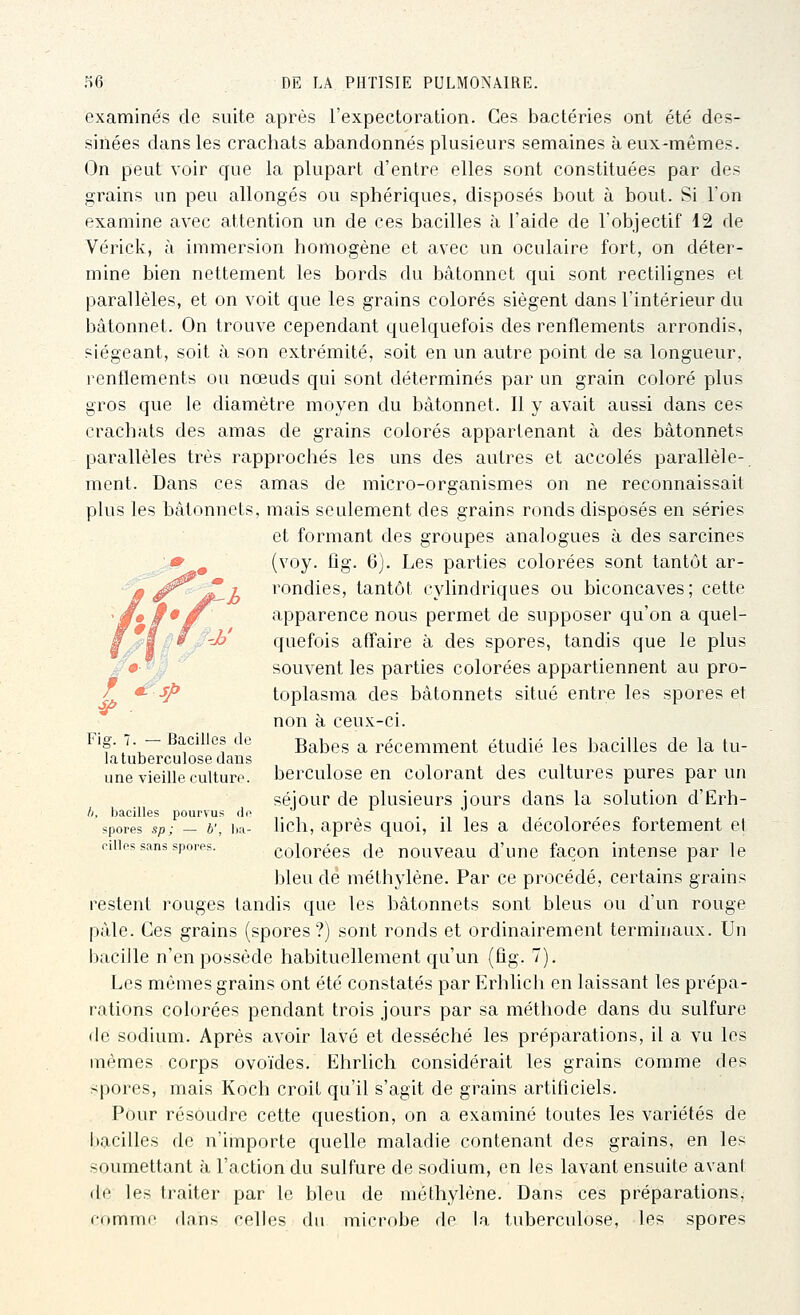 examinés de suite après l'expectoration. Ces bactéries ont été des- sinées dans les crachats abandonnés plusieurs semaines à eux-mêmes. On peut voir cfue la plupart d'entre elles sont constituées par des grains un peu allongés ou sphériques, disposés bout à bout. Si l'on examine avec attention un de ces bacilles à l'aide de l'objectif 12 de Vérick, à immersion homogène et avec un oculaire fort, on déter- mine bien nettement les bords du bâtonnet qui sont rectilignes et parallèles, et on voit que les grains colorés siègent dans l'intérieur du bâtonnet. On trouve cependant quelquefois des renflements arrondis, siégeant, soit à son extrémité, soit en un autre point de sa longueur, renflements ou nœuds qui sont déterminés par un grain coloré plus gros que le diamètre moyen du bâtonnet. 11 y avait aussi dans ces crachats des amas de grains colorés appartenant à des bâtonnets parallèles très rapprochés les uns des autres et accolés parallèle- ment. Dans ces amas de micro-organismes on ne reconnaissait pkis les hâtonnets, mais seulement des grains ronds disposés en séries et formant des groupes analogues à des sarcines (voy. fîg. 6). Les parties colorées sont tantôt ar- rondies, tantôt cylindriques ou biconcaves; cette apparence nous permet de supposer qu'on a quel- quefois affaire à des spores, tandis que le plus souvent les parties colorées appartiennent au pro- toplasma des bâtonnets situé entre les spores et non à ceux-ci. ^'?'J\~^'^^'^''^! ''^^ Babes a récemment étudié les bacilles de la tu- la tuberculose dans une vieille culture, berculose en colorant des cultures pures par un séjour de plusieurs jours dans la solution d'Erh- Ij, bacilles pourvus <li^ ,. , . ., , , , spores sp; — b', b;i- uch, après quoi, il Ics a décolorées fortement et niios sans spores. colorécs de nouvcau d'une façon intense par le bleu dé méthylène. Par ce procédé, certains grains restent rouges tandis que les bâtonnets sont bleus ou d'un rouge pâle. Ces grains (spores?) sont ronds et ordinairement terminaux. Un bacille n'en possède habituellement qu'un (fig. 7). Les mêmes grains ont été constatés par Erhlicli en laissant les prépa- rations colorées pendant trois jours par sa méthode dans du sulfure de sodium. Après avoir lavé et desséché les préparations, il a vu les mêmes corps ovoïdes. Ehrlich considérait les grains comme des spores, mais Koch croit qu'il s'agit de grains artiflciels. Pour résoudre cette question, on a examiné toutes les variétés de bacilles de n'importe quelle maladie contenant des grains, en les soumettant à l'action du sulfure de sodium, en les lavant ensuite avant fie les traiter par le bleu de méthylène. Dans ces préparations, comme dans celles du microbe de la tuberculose, les spores