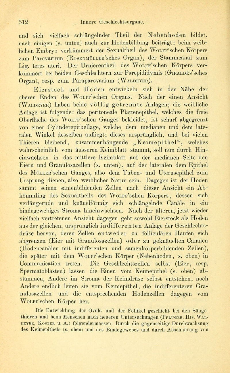 und sich vielfach schlängelnder Theil der Nebenhoden bildet, nach einigen (s. unten) auch zur Hodenbildung beiträgt; beim weib- lichen Embryo verkümmert der Sexual theil des WoLFF'schen Körpers zum Parovarium (RosENMLLLER'sches Organ), der Stammcanal zum Lig. teres uteri. Der Urnierentheil des Wolff1 sehen Körpers ver- kümmert bei beiden Geschlechtern zur Parepididymis (GiRALDEs'sches Organ), resp. zum Paraparovarium (Waldeyer). Eierstock und Hoden entwickeln sich in der Nähe der oberen Enden des WoLFF'schen Organs. Nach der einen Ansicht (Waldeyer) haben beide völlig getrennte Anlagen; die weibliche Anlage ist folgende: das peritoneale Plattenepithel, welches die freie Oberfläche des WoLFF'schen Ganges bekleidet, ist scharf abgegrenzt von einer Cylinderepithellage, welche dem medianen und dem late- ralen Winkel desselben aufliegt; dieses ursprünglich, und bei vielen Thieren bleibend, zusammenhängende „Keimepithel, welches wahrscheinlich vom äusseren Keimblatt stammt, soll nun durch Hin- einwachsen in das mittlere Keimblatt auf der medianen Seite den Eiern und Granulosazellen (s. unten), auf der lateralen dem Epithel des MüLLER'schen Ganges, also dem Tuben- und Uterusepithel zum Ursprung dienen, also weiblicher Natur sein. Dagegen ist der Hoden sammt seinen samenbildenden Zellen nach dieser Ansicht ein Ab- kömmling des Sexualtheils des WoLFF'schen Körpers, dessen sich verlängernde und knäuelförmig sich schlängelnde Canäle in ein bindegewebiges Stroma hineinwachsen. Nach der älteren, jetzt wieder vielfach vertretenen Ansicht dagegen geht sowohl Eierstock als Hoden aus der gleichen, ursprünglich indifferenten Anlage der Geschlechts- drüse hervor, deren Zellen entweder zu folliculären Haufen sich abgrenzen (Eier mit Granulosazellen) oder zu geknäuelten Canälen (Hodencanälen mit indifferenten und samenkörperbildenden Zellen), die später mit dem WoLFF'schen Körper (Nebenhoden, s. oben) in Communication treten. Die Geschlechtszellen selbst (Eier, resp. Spermatoblasten) lassen die Einen vom Keimepithel (s. oben) ab- stammen, Andere im Stroma der Keimdrüse selbst entstehen, noch Andere endlich leiten sie vom Keimepithel, die indifferenteren Gra- nulosazellen und die entsprechenden Hodenzellen dagegen vom WoLFF'schen Körper her. Die Entwicklung der Ovula und der Follikel geschieht hei den Säuge- thieren und heim Menschen nach neueren Untersuchungen (Pflüger, His, Wal- deyer, Koster u.A.) folgendermassen: Durch die gegenseitige Durchwachsung des Keimepithels (s. oben) und des Bindegewebes und durch Abschnürung von
