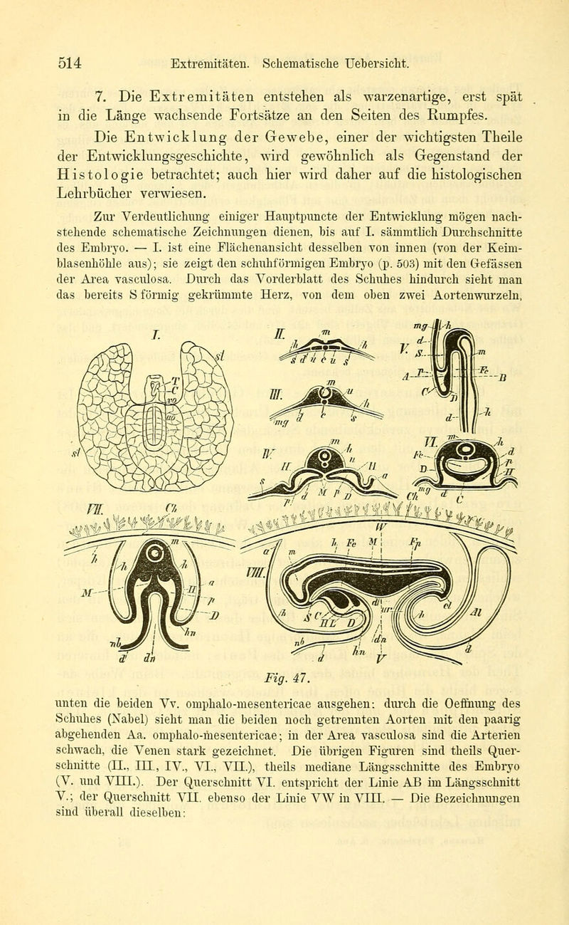 7. Die Extremitäten entstehen als warzenartige, erst spät in die Länge wachsende Fortsätze an den Seiten des Rumpfes. Die Entwicklung der Gewebe, einer der wichtigsten Theile der Entwicklungsgeschichte, wird gewöhnlich als Gegenstand der Histologie betrachtet; auch hier wird daher auf die histologischen Lehrbücher verwiesen. Ziu Verdeutlichung einiger Hauptpuncte der Entwicklung mögen nach- stehende schematische Zeichnungen dienen, bis auf I. sämmtlich Durchschnitte des Entbryo. — I. ist eine Elächenansicht desselben von innen (von der Keim- blasenhöhle aus); sie zeigt den schubförmigen Embryo (p. 503) mit den Gfefässen der Area vasculosa. Durch das Vorderblatt des Schuhes hindurch sieht man das bereits S förmig gekrümmte Herz, von dem oben zwei Aortenwurzeln, d' an Fig. 47. unten die beiden Vv. omphalo-mesentericae ausgehen: diuch die Oefihung des Schuhes (Nabel) sieht man die beiden noch getrennten Aorten mit den paarig abgehenden Aa. omphalo-mesentericae; in der Area vasculosa sind die Arterien schwach, die Venen stark gezeichnet. Die übrigen Figuren sind theüs Quer- schnitte (DI., ID., IV., VI., VII.), theüs mediane Längsschnitte des Embryo (V. und VTIL). Der Querschnitt VI. entspricht der Linie AB im Längsschnitt V.; der Querschnitt VII. ebenso der Linie VW in VIII. — Die Bezeichnungen siud überall dieselben: