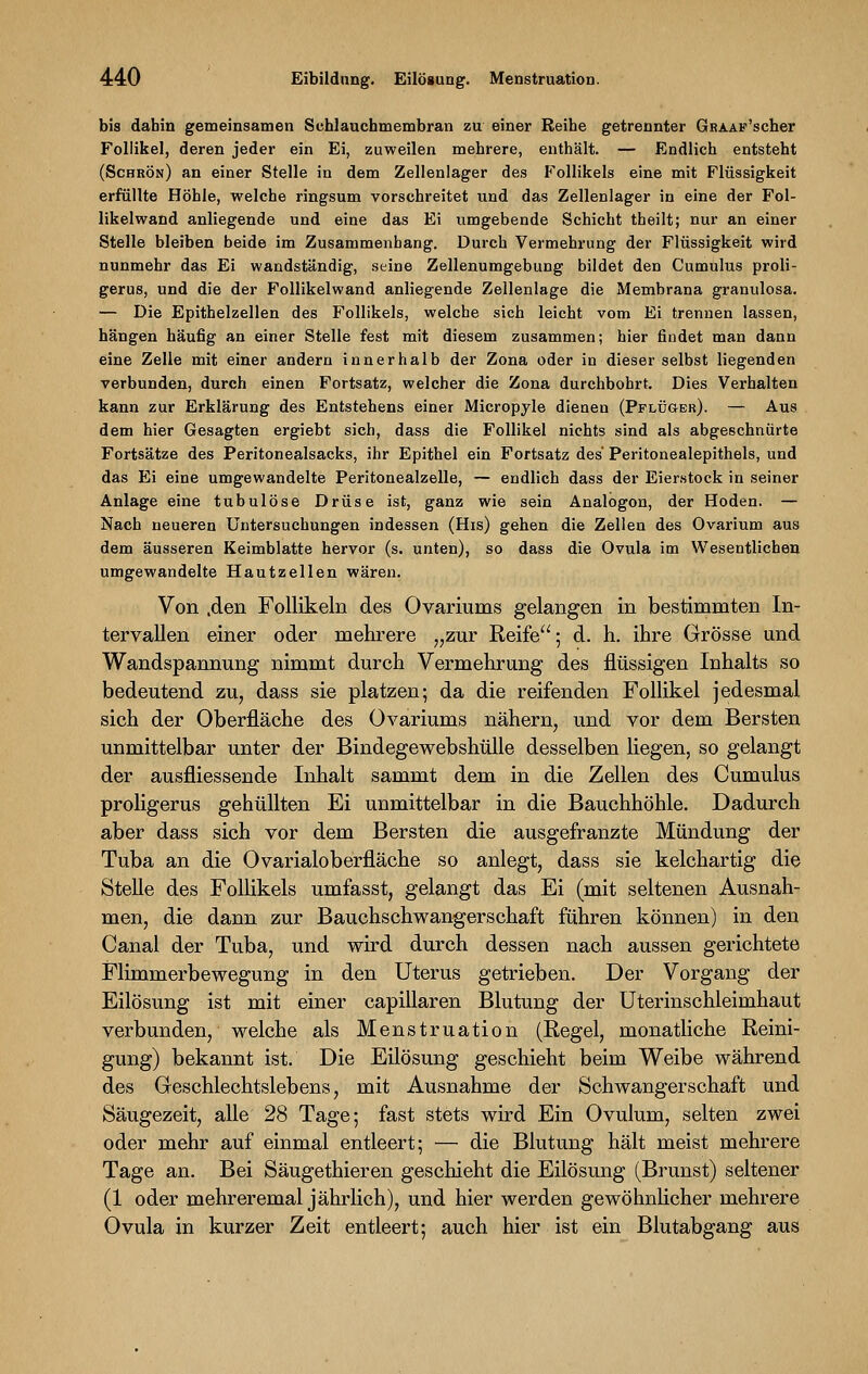 bis dahin gemeinsamen Schlauchmembran zu einer Reihe getrennter GnAAF'scher Follikel, deren jeder ein Ei, zuweilen mehrere, enthält. — Endlich entsteht (Schrön) an einer Stelle iu dem Zellenlager des Follikels eine mit Flüssigkeit erfüllte Höhle, welche ringsum vorschreitet und das Zellenlager in eine der Fol- likelwand anliegende und eine das Ei umgebende Schicht theilt; nur an einer Stelle bleiben beide im Zusammenhang. Durch Vermehrung der Flüssigkeit wird nunmehr das Ei wandständig, seine Zellenumgebung bildet den Cumulus proli- gerus, und die der Follikelwand anliegende Zellenlage die Membrana granulosa. — Die Epithelzellen des Follikels, welche sich leicht vom Ei trennen lassen, hängen häufig an einer Stelle fest mit diesem zusammen; hier findet man dann eine Zelle mit einer andern innerhalb der Zona oder in dieser selbst liegenden verbunden, durch einen Fortsatz, welcher die Zona durchbohrt. Dies Verhalten kann zur Erklärung des Entstehens einer Micropyle dienen (Pflüger). — Aus dem hier Gesagten ergiebt sich, dass die Follikel nichts sind als abgeschnürte Fortsätze des Peritonealsacks, ihr Epithel ein Fortsatz des Peritonealepithels, und das Ei eine umgewandelte Peritonealzelle, — endlich dass der Eierstock in seiner Anlage eine tubulöse Drüse ist, ganz wie sein Analogon, der Hoden. — Nach neueren Untersuchungen indessen (His) gehen die Zellen des Ovarium aus dem äusseren Keimblatte hervor (s. unten), so dass die Ovula im Wesentlichen umgewandelte Hautzellen wären. Von .den Follikeln des Ovariums gelangen in bestimmten In- tervallen einer oder mehrere „zur Reife; d. h. ihre Grösse und Wandspannung nimmt durch Vermehrung des flüssigen Inhalts so bedeutend zu, dass sie platzen; da die reifenden Follikel jedesmal sich der Oberfläche des Ovariums nähern, und vor dem Bersten unmittelbar unter der Bindegewebshülle desselben liegen, so gelangt der ausfliessende Inhalt sammt dem in die Zellen des Cumulus proligerus gehüllten Ei unmittelbar in die Bauchhöhle. Dadurch aber dass sich vor dem Bersten die ausgefranzte Mündung der Tuba an die Ovarialoberfläche so anlegt, dass sie kelchartig die Stelle des Follikels umfasst, gelangt das Ei (mit seltenen Ausnah- men, die dann zur Bauchschwangerschaft führen können) in den Canal der Tuba, und wird durch dessen nach aussen gerichtete Flimmerbewegung in den Uterus getrieben. Der Vorgang der Eilösung ist mit einer capillaren Blutung der Uterinschleimhaut verbunden, welche als Menstruation (Regel, monatliche Reini- gung) bekannt ist. Die Eilösung geschieht beim Weibe während des Geschlechtslebens, mit Ausnahme der Schwangerschaft und Säugezeit, alle 28 Tage; fast stets wird Ein Ovulum, selten zwei oder mehr auf einmal entleert; — die Blutung hält meist mehrere Tage an. Bei Säugethieren geschieht die Eilösung (Brunst) seltener (1 oder mehr er emal jährlich), und hier werden gewöhnlicher mehrere Ovula in kurzer Zeit entleert; auch hier ist ein Blutabgang aus