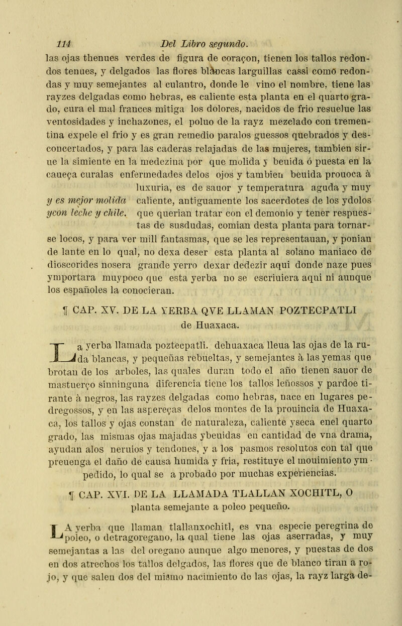 las ojas thenues verdes de figura de coraron, tienen los tallos redon- dos tenues, y delgados las flores blancas larguillas cassi como redon- das y muy semejantes al culantro, donde le vino el nombre, tiene las rayzes delgadas como hebras, es caliente esta planta en el quarto gra- do, cura el mal francés mitiga los dolores, nacidos de frió resuelue las ventosidades y incliazones, el poluo de la rayz mezclado con tremen- tina expele el frió y es gran remedio páralos guessos quebrados y des- concertados, y para las caderas relajadas de las mujeres, también sir- ue la simiente en la medeziua por que molida y beuida ó puesta en la cauepa cúralas enfermedades délos ojos y también beuida prouoca á luxuria, es de sauor y temperatura aguda y muy tf es mejor molida caliente, antiguamente los sacerdotes de los ydolos ycon ¡eche ¡/chile, que querían tratar con el demonio y tener respues- tas de susdudas, comían desta planta para tornar- se locos, y para ver mili fantasmas, que se les representauan, y ponian de lante en lo qual, no dexa deser esta planta al solano maniaco de dioscorides nosera grande yerro dexar dedezir aquí donde naze pues ymportara muypoco que esta yerba no se escriuiera aqui ni aunque los españoles la conocieran. 1[ CAP. XV. DE LA TERBA QVE LLAMAN POZTECPATLI de Huaxaca. a yerba llamada poztécpatli. debuaxaca lleua las ojas de la ru- !da blancas, y pequeñas rebueltas, y semejantes á las yemas que brotan de los arboles, las quales duran todo el año tienen sauor de mastuerzo sinninguna diferencia tiene los tallos leñossos y pardee ti- rante á negros, las rayzes delgadas como hebras, nace en lugares pe- clregossos, y en las aspere9as délos montes de la prouincia de Huaxa- ca, los tallos y ojas constan de naturaleza, caliente yseca enel quarto grado, las mismas ojas majadas ybeuidas en cantidad de vna drama, ayudan alos neruios y tendones, y a los pasmos resolutos con tal que preueuga el daño de causa húmida y fria, restituye el mouimiento ym • pedido, lo qual se a probado por muchas experiencias. ^ CAP. XVI. DE LA LLAMADA TLALLAN XÓCHITL, O planta semejante a poleo pequeño. ]' A yerba que llaman tlallanxochitl, es vna especie peregrina do ^poleo, o detragoregano, la qual tiene las ojas aserradas, y muy semejantas a las del orégano aunque algo menores, y puestas de dos en dos atrechos los tallos delgados, las flores que de blanco tiran a ro- jo, y que salen dos del mismo nacimiento do las ojas, la rayz larga de-