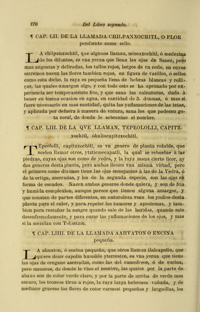 % CAP. LII. DE LA LLAMADA CHILPANXOCHITL, O FLOR pendiente como sello. I A chilpanxochitl, que algunos llaman, miccaxochitl, ó medezina ^ de los difuntos, es vna yerua que lleua las ojas de Sauce, pero mas angostas y delicadas, los tallos rojos, largos de vn codo, en cuyos estreñios nacen las flores también rojas, en figura de vasillos, ó sellos como esta dicho, la rayz es pequeña llena de hebras blancas y rolli- cas, las quales amargan algo, y con todo esto se ha aprouado por ex- periencia ser temperamento frió, y que sana las calenturas, dada á beuer en buena ocasión en agua, en cantidad de 3. dramas, ó mas si faere necessario en mas cantidad, quita las ynflamaciones de las tetas, y aplicada por defuera á manera de vntura, sana los que padecen go- ta coral, de donde le sobreuiuo el nombre. 1Í CAP. LTIL DE LA QVE LLAMAN, TEPEOLOLLI, CAPITZ- xochitl, óbuilacapitzxochitl. T -^Epeololli, capitzxochitl, es vn genero de planta voluble, que suelen llamar otros, ytzticraecapatli, la qual se rebuelue á las piedras, cuyas ojas son como de yedra, y la rayz mana cierto licor, ay dos géneros desta planta, pero arabas tienen vna misma virtud, pero el primero como diximos tiene las ojas semejantes á las de la Yedra, ó de la ortiga, aserradas, y los de la segunda especie, son las ojas en forma de escudos. Nacen ambos géneros donde quiera, y son de fria y húmida complexión, aunque parece que tienen alguna amargor, y que constan de partes diferentes, en naturaleza vsau los yndiosdesta planta para el calor, y para repeler los tumores y apostemas, y tam- bién para restañar la sangre quando sale de las heridas, quando sale desenfrenadamente, y para curar las ynflamaciones de los ojos, y mas si la mezclan con Toloatzm. ^ CAP. LIIII. DE LA LLAMADA AAHVATON O ENCINA pequeña. I A ahuaton, ó encina pequeña, que otros llaman tlalcapoliu, que _Jquiere dezir capolin humilde yterrestre, es vna yerua que tiene las ojas de orégano aserradas, como las del caraedreos, ó de encina, pero menores, de donde le vino el nombre, las quales por la parte de abaxo son de color verde claro, y por hi parte de arriba de verde mas escuro, los troncos tiran a rojos, la rayz larga hebrogsa vanada, y de mediano gruesso las flores de color carmesí pequeñas y laiguillas, los