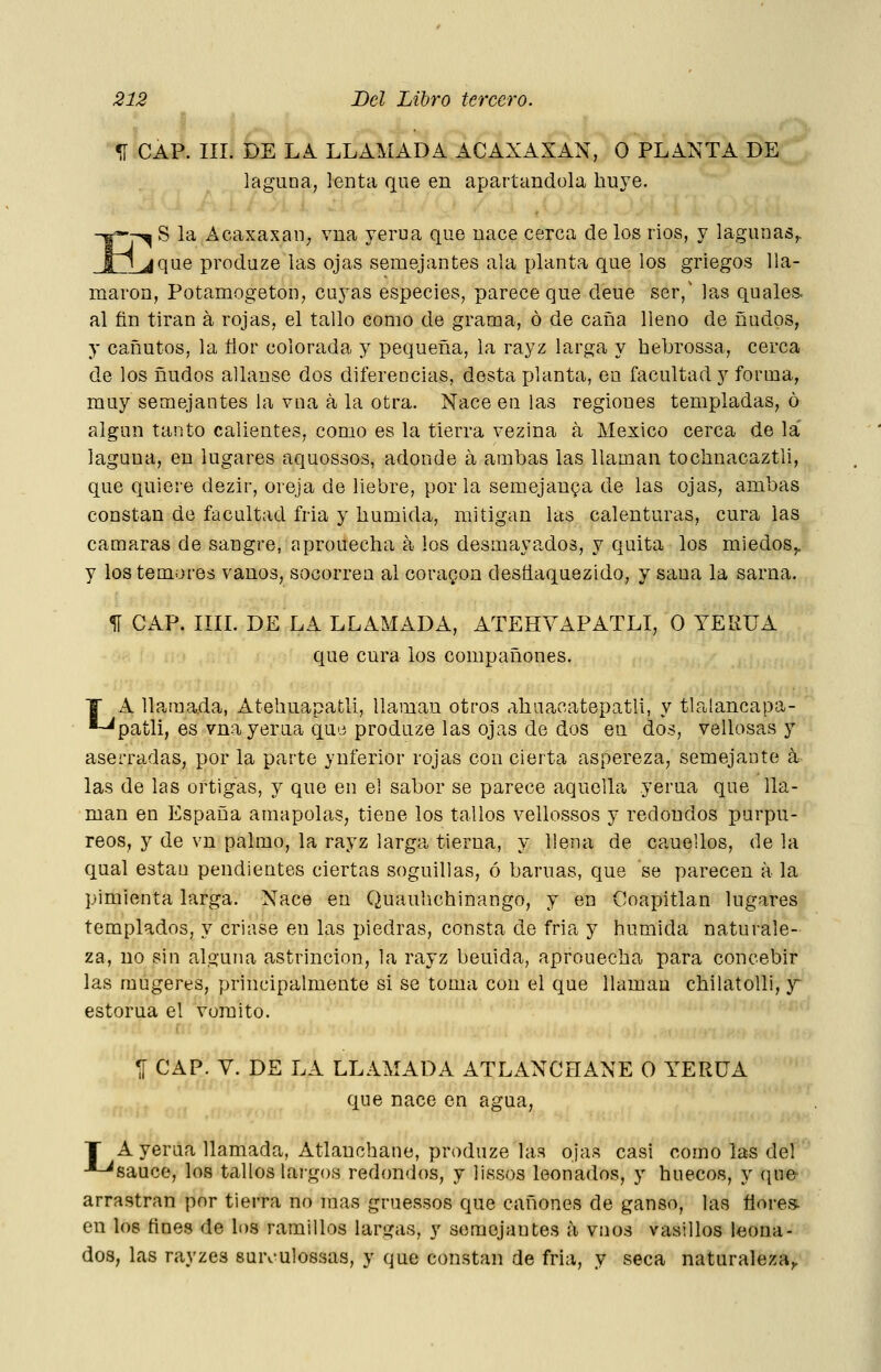 ÍI CAP. III. DE LA LLAMADA ACAXAXAN, O PLANTA DE laguna, lenta que en apartándola huye. S la AcaxaxaU; vna yerua que nace cerca délos ríos, y lagunas^ l^que produze las ojas semejantes ala planta que los griegos lla- maron, Potamogetón, cuyas especies, parece que deue ser,' las quales. al fin tiran a rojas, el tallo como de grama, ó de caña lleno de ñudos, y cañutos, la llor colorada y pequeña, la rayz larga y hebrossa, cerca de los ñudos allanse dos diferencias, desta planta, en facultad y forma, muy semejantes la vna a la otra. Nace en las regiones templadas, ó algún tanto calientes, como es la tierra vezina á México cerca de la' laguna, en lugares aquossos, adonde á ambas las llaman tochnacaztli, que quiere dezir, oreja de liebre, por la semejanza de las ojas, ambas constan de facultad fria y húmida, mitigan las calenturas, cura las canaaras de sangre, aprouecha a los desmayados, y quita los miedos^ y los temores vanos, socorren al coraron desíiaquezldo, y sana la sarna. ^ CAP. mi. DE LA LLAMADA, ATEHYAPATLI, O YERUA que cura los compañones. A llamada, Atehuapatli, llaman otros ahaacatepatli, y tlalancapa- 'patli, es vna yerua qu'j produze las ojas de dos en dos, vellosas y aserradas, por la parte yuferior rojas con cierta aspereza, semejante a las de las ortigas, y que en el sabor se parece aquella yerua que lla- man en España amapolas, tiene los tallos vellossos y redondos purpú- reos, y de vn palmo, la rayz larga tierna, y llena de caueUos, de la qual están pendientes ciertas soguillas, ó baruas, que se parecen a la pimienta larga. Nace en Quauhchinango, y en Coapitlan lugares templados, y criase en las piedras, consta de fria y húmida naturale- za, no sin alguna astrincion, la rayz beuida, aprouecha para concebir las mugeres, principalmente si se toma con el que llaman chilatoUi, y estorua el vomito. ^ CAP. V. DE LA LLAMADA ATLANCHANE O YERUA que nace en agua, T A yerna llamada, Atlauohane, produze las ojas casi como las del -*-^sauce, los tallos largos redondos, y lissos leonados, y huecos, y qne> arrastran por tierra no mas gruessos que cañones de ganso, las flores- en loe fines de los ramillos largas, y semejantes a vnos vasillos leona- dos, las rayzes suroulossas, y que constan de fría, y seca naturaleza,.