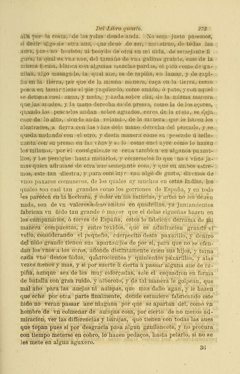 allti por In costa, de las yslas donde anda. No sera justo pasemos, si de^ir fílgo de otra aue, que douo de sor, monstruo, de todas Jas anee, pue-^i no heuisto,- ni heo^'dode otra en mi uida, de semejante fi gura,- la qual es vna auc, del tamaño de vua gallina grande, casi de la • misma forma, blanca Cíin algunas mezclaspardas, el pitío corao.dega- uilan, algo masagudo, la (pial aue, os de rapiña, eu jamar, y de rapi- ña én la tierra, por que de la misma manera, caca en la tierra, como pesca en lámar tiene el pie yzquierdo, como añade, ó pato, y con aquel se detiene enel anua, y nada, y aada, sobre elia, de la misma manera que las añades, y la mano derecha es de pressa, como la de iosar-.üres, quamlo los pescados andan sobre aguados, cerca de la costa, se deja caer de lo alto, donde anda volando, de la manera que lo hazeu los alcatraces, a tierra con las vñas déla mano derecha del pescado, y se queda nadando con el otro, y desta manera come su pescado ú selle- nanta con su pressa en las vñas y so lo come enel ayre como lo hazen los milanos, por el consiguiente se cena también en algunos paxa)-i- llos, y los persigue hasta matarlos, y comérselos lo que no é visto ja- • mas'quien afirmase de otra aue semejante cosa, y que en ambos- estre- mos, este tan diestra, y para conckiyr con algóidíe gusto, diremos de vnos paxaros comuneros, de los quales ay muchos en estas Indias, los quales son casi tan grandes como los gorriones de España, y en todo ^es parecen en la hechura, y color en las ástncias, y artes no les deuen nada, son de vn valeroslssimo anim.o en quadrillas, ya juntamientos fabrican vn nido tan grande ó mayor que el délas cigüeñas hazen en los campanarios, ó torres de España, estos lo fabricar, derrama de tal manera compuestos, y entre tosidos, que' es admiración grande el vello, considerando el pequeño, cuerpecito deste paxarillo, y dentro dej nido grande tienen sus apartadijos de por si, para que no se ofen- dan los Vnos a los otros, adonde distintaniente crien sus hijos, y terna cada vño destos nidos, quatrocientos y quinientos páxarillos, y alas ' vezes menos y mas, y si por suerte k cierta a passar alguna aue de ra- piña, aunque sea de las muy esforcadas, sale el esquadron en forma de ba^talla con gran ruido, y alboroto, y de tal manera lé golpean, que mal año para las anejas ni auispas, que mas daño agan, y le hazen que eche por otra parte finalmente, dónde estuuiere fabricando este nido no verán passar aue ninguna por que se apartan del, como vn hombre de vn colmenar de auispas cosa, por cierto de no menos ad- miración, ver las differencias y barajas, que tienen con todas las aues que topan pues si por desgracia pasa algún gauilancete, y no procura con tiempo meterse en cobro, lo hazen peda9os, hasta pelarlo, si no se les mete en algún aguxero. 36