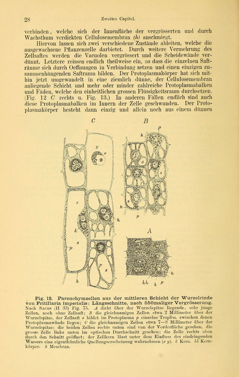 verbinden, welche sich der Innenfläche der vergrösserten und durch Wachsthum verdickten Cellulosemembran (h) anschmiegt. Hiervon lassen sich zwei verschiedene Zustände ableiten, welche die ausgewachsene Pflanzenzelle darbietet. Durch weitere Vermehrung des Zellsaftes werden die Vacuolen vergrössert und die Scheidewände ver- dünnt. Letztere reissen endlich theilweise ein, so dass die einzelneu Saft- räume sich durch Oeffnungen in Verbindung setzen und einen einzigen zu- sammenhängenden Saftraum bilden. Der Protoplasmakörper hat sich mit- hin jetzt umgewandelt in eine ziemlich dünne, der Cellulosemembran anliegende Schicht und mehr oder minder zahlreiche Protoplasmabalken und Fäden, welche den einheitlichen grossen Flüssigkeitsraum durchsetzen. (Fig. 12 G rechts u. Fig. 13.) In anderen Fällen endlich sind auch diese Protoplasmabalken im Innern der Zelle geschwunden. Der Proto- plasmakörper besteht dann einzig und allein noch aus einem dünnen Fig. 12. Parenchymzellen aus der mittleren Schicht der Wurzelrinde von Fritillaria imperialis; Längsschnitte, nach 550maliger Vergrösserung. Nach Sachs (II 33) Fig. 75. A dicht über der Wurzelspitze liegende, sehr junge Zellen, noch ohne Zellsaft; B die gleichnamigen Zellen etwa 2 Millimeter über der Wurzelspitze, der Zellsaft s bildet im Protoplasma p einzelne Tropfen, zwischen denen Protoplasmawände liegen; C die gleichnamigen Zellen etwa 7—8 Millimeter über der Wurzelspitze; die beiden Zellen rechts unten sind von der Vorderfläche gesehen, die grosse Zelle links unten im optischen Durchschnitt gesehen; die Zelle rechts oben durch den Schnitt geöffnet; der Zellkern lässt unter dem Einfluss des eindringenden Wassers eine eigenthümliche Quellungserscheinung wahrnehmen {x y). k Kern, kk Kern- körper, h Membran.