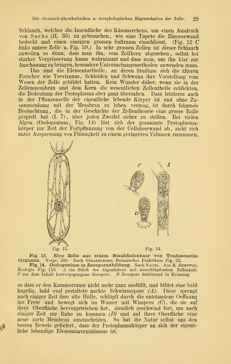 Schlauch, welcher die Innentiäche des Kämmerchens, um einen Ausdruck von Sachs (IL 33) zu gebrauchen, wie eine Tapete die Zimmerwand bedeckt und einen einzigen grossen Saftraum einschliesst. (Fig. 12 C links untere Zelle u. Fig. 59.) In sehr grossen Zellen ist dieser Schlauch zuweilen so dünn, dass man ihn, vom Zellkern abgesehen, selbst bei starker Vergrösserung kaum wahrnimmt und dass man, um ihn klar zur Anschauung zu bringen, besondere Untersuchungsmethoden anwenden muss. Das sind die Elementartheile, an deren Studium sich die älteren Forscher wie Treviranus, Schieiden und Schwann ihre Vorstellung vom Wesen der Zelle gebildet hatten. Kein Wunder daher, wenn sie in der Zellenmembran und dem Kern die wesentlichen Zellentheile erblickten, die Bedeutung des Protoplasma aber ganz übersahen. Dass letzteres auch in der Pflanzenzelle der eigentliche lebende Körper ist und ohne Zu- sammenhang mit der Membran zu leben vermag, ist durch folgende Beobachtung, die in der Geschichte der Zellentheorie eine grosse Rolle gespielt hat (I. 7), über jeden Zweifel sicher zu stellen. Bei vielen Algen (Oedogonium, Fig. 14) löst sich der gesammte Protoplasma- körper zur Zeit der Fortpflanzung von der Cellulosewand ab, zieht sich unter Auspressung von Flüssigkeit zu einem geringeren Volumen zusammen, Fig. 13. Fig. 14. Fig. 13. Eine Zelle aus einem Staubfadenhaar von Tradescantia virginica. Vergr. 240. Nach Strasbürger, Botanisches Praktikum Fig. 23. Fig. 14. Oedogonium in Zoosporenbildung. Nach Sachs. Aus ß. Hertwig, Zoologie Fig. 110. A ein Stück des Algenfadens mit ausschlüpfendem Zellinhalt. 0 aus dem Inhalt hervorgegangene Zoospore. D Zoospore festsitzend in Keimung. SO dass er den Kammerraum nicht mehr ganz ausfüllt, und bildet eine bald kugelig, bald oval gestaltete nackte Schwärmspore (A). Diese sprengt nach einiger Zeit ihre alte Hülle, schlüpft durch die entstandene Oeffnung ins Freie und bewegt sich im Wasser mit Wimpern (C)^ die sie auf ihrer Oberfläche hervorgetrieben hat, ziemlich geschwind fort, um nach einiger Zeit zur Ruhe zu kommen (B) und auf ihrer Oberfläche eine neue zarte Membran auszuscheiden. So hat die Natur selbst uns den besten Beweis geliefert, dass der Protoplasmakörper an sich der eigent- liche lebendige Elementarorganismus ist.