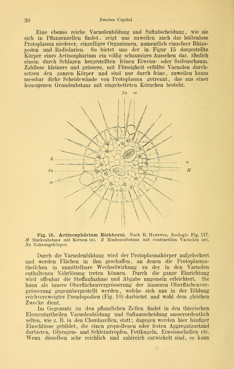 Eine ebenso reiche Vacuolenbildung und Saftabscheidung, wie sie sich in Pflanzenzellen findet, zeigt uns zuweilen auch das hüllenlose Protoplasma niederer, einzelliger Organismen, namentlich einzelner Rhizo- poden und Radiolarien. So bietet uns der in Figur 15 dargestellte Körper eines Actinosphärium ein völlig schaumiges Aussehen dar, ähnlich einem durch Schlagen hergestellten feinen Eiweiss- oder Seifenschaum. Zahllose kleinere und grössere, mit Flüssigkeit erfüllte Vacuolen durch- setzen den ganzen Körper und sind nur durch feine, zuweilen kaum messbar dicke Scheidewände von Protoplasma getrennt, das aus einer homogenen Grundsubstanz mit eingebetteten Körnchen besteht. Na cv Na M Fig. 15. Actinosphärium Eichhorni. Nach R. Hertwig, Zoologie Fig. 117. M Marksubstanz mit Kernen (w). R Rindensubstanz mit contractilen Vacuolen {cv), Na Nahrungskörper. Durch die Vacuolenbildung wird der Protoplasmakörper aufgelockert und werden Flächen in ihm geschaffen, an denen die Protoplasma- theilchen in unmittelbare Wechselwirkung zu der in den Vacuolen enthaltenen Nährlösung treten können. Durch die ganze Einrichtung wird offenbar die Stoffaufnahme und Abgabe ungemein erleichtert. Sie kann als innere Oberflächenvergrösserung der äusseren Oberflächenver- grösserung gegenübergestellt werden, welche sich uns in der Bildung reichverzweigter Pseudopodien (Fig. 10) darbietet und wohl dem gleichen Zwecke dient. Im Gegensatz zu den pflanzlichen Zellen findet in den thierischen Eleraentartheilen Vacuolenbildung und Saftausscheidung ausserordentlich selten, wie z. B. in den Chordazellen, statt; dagegen werden hier häufiger Einschlüsse gebildet, die einen gequollenen oder festen Aggregatzustand darbieten, Glycogen- und Schleimtropfen, Fettkugeln, Eiweissschollen etc. Wenn dieselben sehr reichlich und zahlreich entwickelt sind, so kann