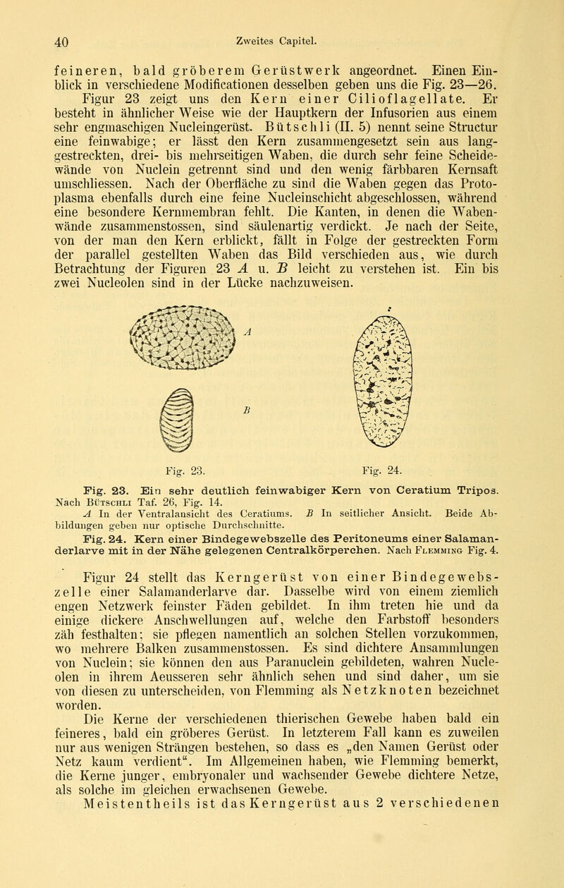 feineren, bald gröberem Gerüstwerk angeordnet. Einen Ein- blick in verschiedene Modificationen desselben geben uns die Fig. 23—26. Figur 23 zeigt uns den Kern einer Cilioflagellate. Er besteht in ähnlicher Weise wie der Hauptkern der Infusorien aus einem sehr engmaschigen Nucleingerüst. B ü t s c h 1 i (IL 5) nennt seine Structur eine feinwabige; er lässt den Kern zusammengesetzt sein aus lang- gestreckten, drei- bis mehrseitigen Waben, die durch sehr feine Scheide- wände von Nuclein getrennt sind und den wenig färbbaren Kernsaft umschliessen. Nach der Oberfläche zu sind die Waben gegen das Proto- plasma ebenfalls durch eine feine Nucleinschicht abgeschlossen, während eine besondere Kernmembran fehlt. Die Kanten, in denen die Waben- wände zusammenstossen, sind säulenartig verdickt. Je nach der Seite, von der man den Kern erblickt, fällt in Folge der gestreckten Form der parallel gestellten Waben das Bild verschieden aus, wie durch Betrachtung der Figuren 2S Ä u. B leicht zu verstehen ist. Ein bis zwei Nucleolen sind in der Lücke nachzuweisen. <^kxiki^' Fig. 23. Fig. 24. Fig. 23. Ein sehr deutlich feinwabiger Kern von Ceratium Tripos. Nach BüTscHLi Taf. 26, Fig. 14. A In der Ventralansiclit des Ceratiums. B In seitliclier Ansicht. Beide Ab- bildungen geben nur optische Durchschnitte. Fig. 24. Kern einer Bindegewebszelle des Peritoneums einer Salaman- derlarve mit in der Nähe gelegenen Centralkörperehen. Nach Flemming Fig. 4. Figur 24 stellt das Kerngerüst von einer Bindegewebs- zelle einer Salamanderlarve dar. Dasselbe wird von einem ziemlich engen Netzwerk feinster Fäden gebildet. In ihm treten hie und da einige dickere Anschwellungen auf, welche den Farbstoff besonders zäh festhalten; sie pflegen namentlich an solchen Stellen vorzukommen, wo mehrere Balken zusammenstossen. Es sind dichtere Ansammlungen von Nuclein; sie können den aus Paranuclein gebildeten, wahren Nucle- olen in ihrem Aeusseren sehr ähnlich sehen und sind daher, um sie von diesen zu unterscheiden, von Flemming als Netzknoten bezeichnet worden. Die Kerne der verschiedenen thierischen Gewebe haben bald ein feineres, bald ein gröberes Gerüst. In letzterem Fall kann es zuweilen nur aus wenigen Strängen bestehen, so dass es „den Namen Gerüst oder Netz kaum verdient. Im Allgemeinen haben, wie Flemming bemerkt, die Kerne junger, embryonaler und wachsender Gewebe dichtere Netze, als solche im gleichen erwachsenen Gewebe. Meistentheils ist dasKerngerüst aus 2 verschiedenen