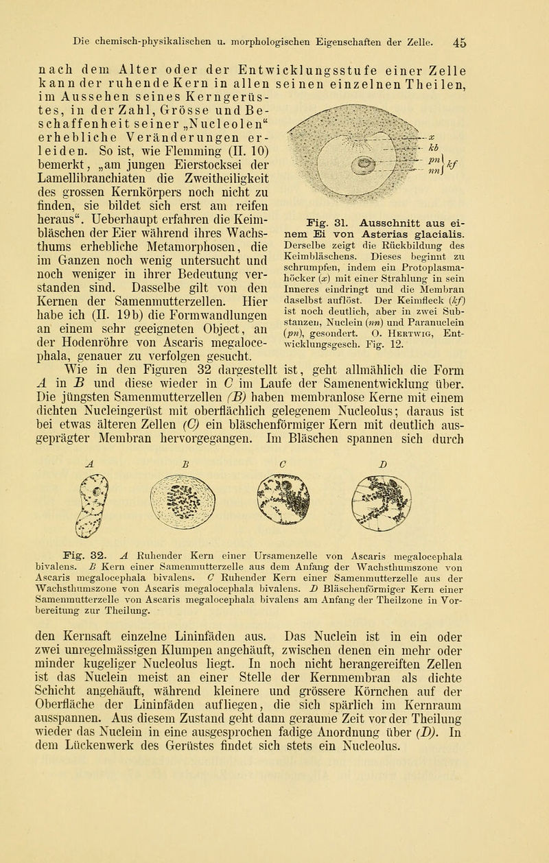 y --- kb ---• im\ ¥ nach dem Alter oder der Entwicklungsstufe einer Zelle kannder ruhendeKern in allen seinen einzelnen Thei len, im Aussehen seines Kerngerüs- tes, in der Zahl, Grösse und Be- ^—'^ ^ -.^ sehaffenheit seiner „Nucleolen erhebliche Veränderungen er- leiden. Seist, wie Flemming (ILIO) bemerkt, „am jungen Eierstocksei der Lamellibranchiaten die Zweitheiligkeit des grossen Kernkörpers noch nicht zu finden, sie bildet sich erst am reifen heraus. Ueberhaupt erfahren die Keim- bläschen der Eier während ihres Wachs- thums erhebliche Metamorphosen, die im Ganzen noch wenig untersucht und noch weniger in ihrer Bedeutung ver- standen sind. Dasselbe gilt von den Kernen der Samenmutterzellen. Hier habe ich (IL 19 b) die Form Wandlungen an einem sehr geeigneten Object, an der Hodenröhre von Ascaris megaloce- phala, genauer zu verfolgen gesucht. Wie in den Figuren 32 dargestellt ist, geht allmählich die Form A m B und diese wieder in C im Laufe der Samenentwicklung über. Die jüngsten Samenmutterzellen (B) haben membranlose Kerne mit einem dichten Nucleingerüst mit oberflächlich gelegenem Nucleolus; daraus ist bei etwas älteren Zellen (C) ein bläschenförmiger Kern mit deutlich aus- geprägter Membran hervorgegangen. Im Bläschen spannen sich durch i'ig. 31. Ausschnitt aus ei- nem Ei von Asterias glacialis. Derselbe zeigt die Rückbildung des Keimbläschens. Dieses beginnt zu schrumpfen, indem ein Protoplasma- höcker (x) mit einer Strahlung in sein Inneres eindringt und die Membran daselbst auflöst. Der Keimfleck [kf) ist noch deutlich, aber in zwei Sub- stanzen, Nuclein {nn) und Paranuclein {pn\ gesondert. O. Hertwig, Ent- wicklungsgesch. Fig. 12. Fig. 32. A Ruhender Kern einer Ursamenzeile von Ascaris megalocephala bivalens. B Kern einer Samenmutterzelle aus dem Anfang der Wachsthumszone von Ascaris megalocephala bivalens. C Ruhender Kern einer Samenmutterzelle aus der Wachsthumszone von Ascaris megalocephala bivalens. D Bläschenförmiger Kern einer Samenmutterzelle von Ascaris megalocephala bivalens am Anfang der Theilzone in Vor- bereitung zur Theilung. den Kernsaft einzelne Lininfäden aus. Das Nuclein ist in ein oder zwei unregelmässigen Klumpen angehäuft, zwischen denen ein mehr oder minder kugeliger Nucleolus liegt. In noch nicht herangereiften Zellen ist das Nuclein meist an einer Stelle der Kernmembran als dichte Schicht angehäuft, während kleinere und grössere Körnchen auf der Oberfläche der Liniafäden aufliegen, die sich spärlich im Kernraum ausspannen. Aus diesem Zustand geht dann geraume Zeit vor der Theilung wieder das Nuclein in eine ausgesprochen fadige Anordnung über (B). In dem Lückenwerk des Gerüstes findet sich stets ein Nucleolus.