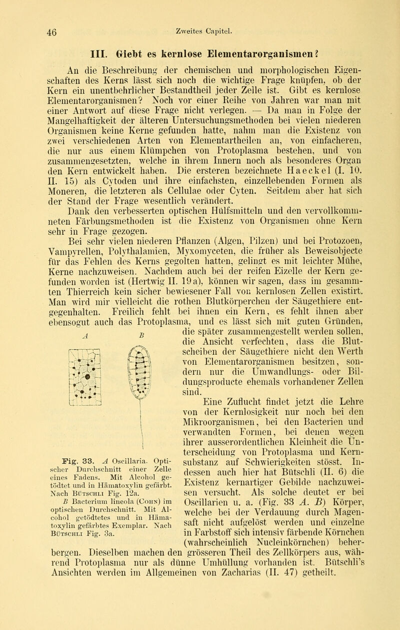 III. Griebt es kernlose Elementarorgaiiismen ? An die Beschreibimg der chemischen und morphologischen Eigen- schaften des Kerns lässt sich noch die wichtige Frage knüpfen, ob der Kern ein unentbehrlicher Bestandtheil jeder Zeile ist. Gibt es kernlose Elementarorganismen? Noch vor einer Reihe von Jahren war man mit einer Antwort auf diese Frage nicht verlegen. — Da man in Folge der Mangelhaftigkeit der älteren Untersuchungsmethoden bei vielen niederen Organismen keine Kerne gefunden hatte, nahm man die Existenz von zwei verschiedenen Arten von Elementartheilen an, von einfacheren, die nur aus einem Klümpchen von Protoplasma bestehen, und von zusammengesetzten, welche in ihrem Innern noch als besonderes Organ den Kern entwickelt haben. Die ersteren bezeichnete Haeckel (I. 10. IL 15) als Cytoden und ihre einfachsten, einzellebenden Formen als Moneren, die letzteren als Cellulae oder Cyten. Seitdem aber hat sich der Stand der Frage wesentlich verändert. Dank den verbesserten optischen Hülfsmitteln und den vervollkomm- neten Färbungsmethoden ist die Existenz von Organismen ohne Kern sehr in Frage gezogen. Bei sehr vielen niederen Pflanzen (Algen, Pilzen) und bei Protozoen, Vampyrellen, Polythalamien, Myxomyceten, die früher als Beweisobjecte für das Fehlen des Kerns gegolten hatten, gelingt es mit leichter Mühe, Kerne nachzuweisen. Nachdem auch bei der reifen Eizelle der Kern ge- funden worden ist (Hertwig IL 19 a), können wir sagen, dass im gesamm- ten Thierreich kein sicher bewiesener Fall von kernlosen Zellen existirt. Man wird mir vielleicht die rothen Blutkörperchen der Säugethiere ent- gegenhalten. Freilich fehlt bei ihnen ein Kern, es fehlt ihnen aber ebensogut auch das Protoplasma, und es lässt sich mit guten Gründen, ^ ^ die später zusammengestellt werden sollen, ^^ die Ansicht verfechten, dass die Blut- r-'^, C^^\ Scheiben der Säugethiere nicht den Werth -I* i* J '-p^3 von Elementarorganismen besitzen, son- »'*-«*  •-^i f^ern nur die Umwandlungs- oder Bil- r,'\ / \-l^- dungsproducte ehemals vorhandener Zellen ! '^^^ * l~ ky\ sind. L.11!1j ^' Eine Zuflucht findet jetzt die Lehre j von der Kernlosigkeit nur noch bei den i Mikroorganismen, bei den Bacterien und \ verwandten Formen, bei denen wegen 1 ihrer ausserordentlichen Kleinheit die Un- terscheidung von Protoplasma und Kern- Fig. 33. A Osciiiaria. Opti- substanz auf Schwierigkeiten stösst. In- scher Durchschnitt einer Zelle ^^gg^^ ^^^^^ ^^^^ ^^^ BütSChli (IL 6) die eines Fadens. Mit Alcohol ge- -r^ • . ■, .- ri i -i i u tödtet und in Hämatoxyiin gefärbt. Existenz kernartiger Gebilde nachzuwei- Nach Bdtschu Fig. 12a. sen versucht. Als solche deutet er bei B Bacterium lineoia (Cohn) im Oscillarien u. a. (Fig. 33 Ä. B) Körper, optischen Durchschnitt. Mit AI- ^glche bei der Verdauung durch Magen- cohol getodtetes und m Hama- <>- • i , r t- j. i i • i toxyiin gefärbtes Exemplar. Nach saft uicht aufgelöst werden uud einzelne BÜTSCHLI Fig. 3a. in Farbstoff sich intensiv färbende Körnchen (wahrscheinlich Nucleinkörnchen) beher- bergen. Dieselben machen den grösseren Theii des Zellkörpers aus, wäh- rend Protoplasma nur als dünne Umhüllung vorhanden ist. Biitschli's Ansichten werden im Allgemeinen von Zacharias (IL 47) getheilt.