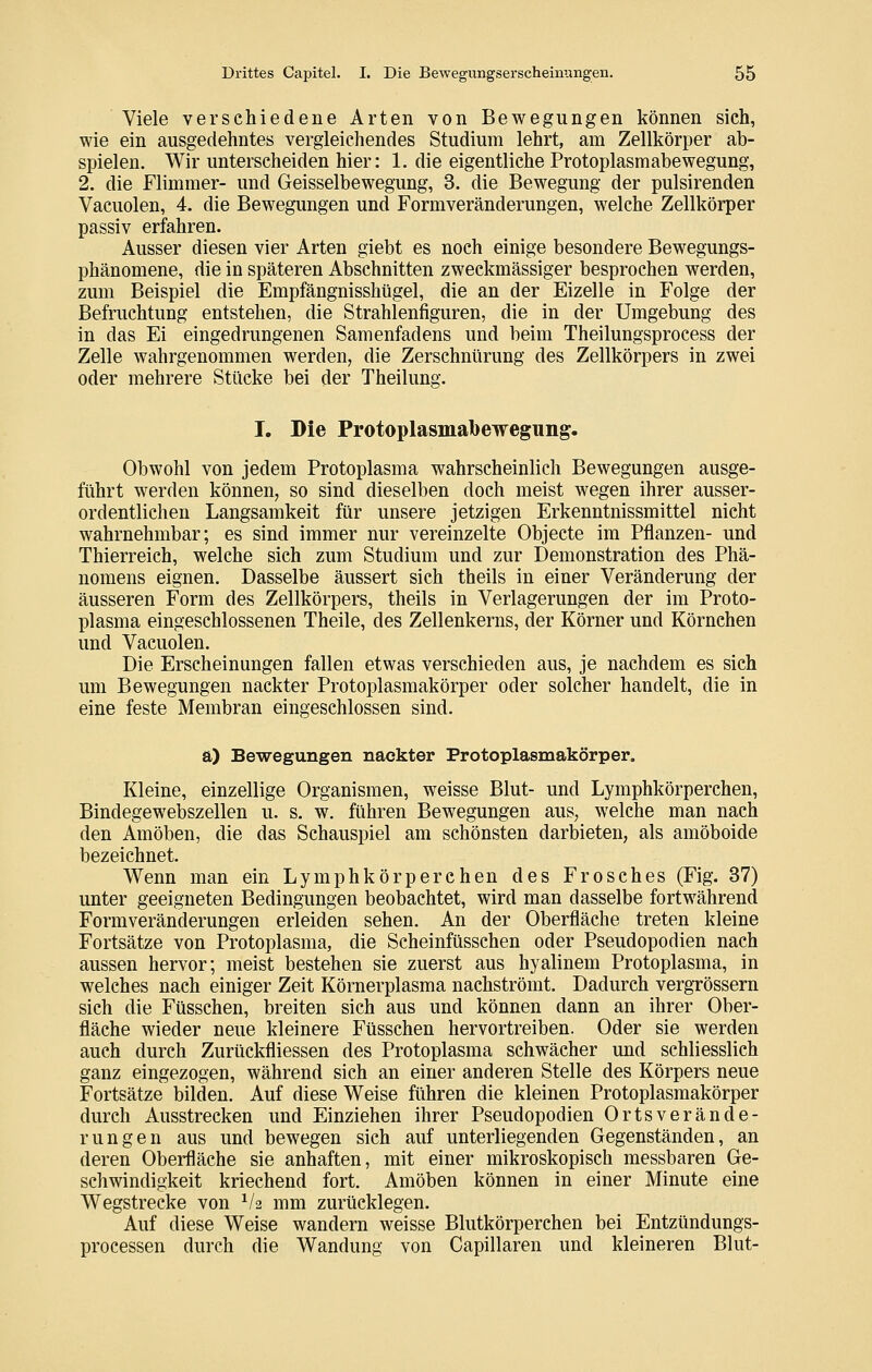 Viele verschiedene Arten von Bewegungen können sich, wie ein ausgedehntes vergleichendes Studium lehrt, am Zellkörper ab- spielen. Wir unterscheiden hier: 1. die eigentliche Protoplasmabewegung, 2. die Flimmer- und Geisseibewegung, 3. die Bewegung der pulsirenden Vacuolen, 4. die Bewegungen und Formveränderungen, welche Zellkörper passiv erfahren. Ausser diesen vier Arten giebt es noch einige besondere Bewegungs- phänomene, die in späteren Abschnitten zweckmässiger besprochen werden, zum Beispiel die Empfängnisshügel, die an der Eizelle in Folge der Befruchtung entstehen, die Strahlenfiguren, die in der Umgebung des in das Ei eingedrungenen Samenfadens und beim Theilungsprocess der Zelle wahrgenommen werden, die Zerschnürung des Zellkörpers in zwei oder mehrere Stücke bei der Theilung. I. Die Protoplasmatoewegung. Obwohl von jedem Protoplasma wahrscheinlich Bewegungen ausge- führt werden können, so sind dieselben doch meist wegen ihrer ausser- ordentlichen Langsamkeit für unsere jetzigen Erkenntnissmittel nicht wahrnehmbar; es sind immer nur vereinzelte Objecte im Pflanzen- und Thierreich, welche sich zum Studium und zur Demonstration des Phä- nomens eignen. Dasselbe äussert sich theils in einer Veränderung der äusseren Form des Zellkörpers, theils in Verlagerungen der im Proto- plasma eingeschlossenen Theile, des Zellenkerns, der Körner und Körnehen und Vacuolen. Die Erscheinungen fallen etwas verschieden aus, je nachdem es sich um Bewegungen nackter Protoplasmakörper oder solcher handelt, die in eine feste Membran eingeschlossen sind. a) Bewegungen nackter Protoplasmakörper. Kleine, einzellige Organismen, weisse Blut- und Lymphkörperchen, Bindegewebszellen u. s. w. führen Bewegungen aus, welche man nach den Amöben, die das Schauspiel am schönsten darbieten, als amöboide bezeichnet. Wenn man ein Lymphkörperchen des Frosches (Fig. 37) unter geeigneten Bedingungen beobachtet, wird man dasselbe fortwährend Formveränderungen erleiden sehen. An der Oberfläche treten kleine Fortsätze von Protoplasma, die Scheinfüsschen oder Pseudopodien nach aussen hervor; meist bestehen sie zuerst aus hyalinem Protoplasma, in welches nach einiger Zeit Körnerplasma nachströmt. Dadurch vergrössern sich die Füsschen, breiten sich aus und können dann an ihrer Ober- fläche wieder neue kleinere Füsschen hervortreiben. Oder sie werden auch durch Zurückfliessen des Protoplasma schwächer und schliesslich ganz eingezogen, während sich an einer anderen Stelle des Körpers neue Fortsätze bilden. Auf diese Weise führen die kleinen Protoplasmakörper durch Ausstrecken und Einziehen ihrer Pseudopodien Ortsverände- rungen aus und bewegen sich auf unterliegenden Gegenständen, an deren Oberfläche sie anhaften, mit einer mikroskopisch messbaren Ge- schwindigkeit kriechend fort. Amöben können in einer Minute eine Wegstrecke von V2 mm zurücklegen. Auf diese Weise wandern weisse Blutkörperchen bei Entzündungs- processen durch die Wandung von Capillaren und kleineren Blut-