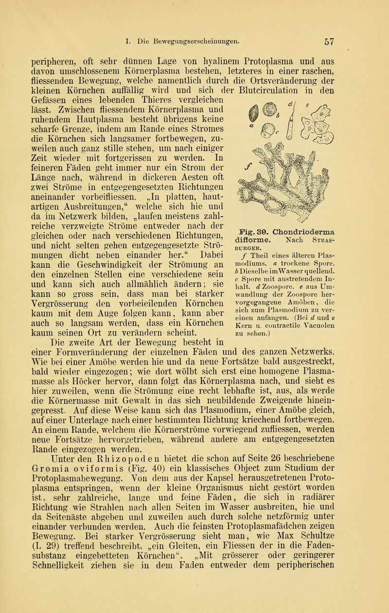 peripheren, oft sehr dünnen Lage von hyalinem Protoplasma und aus davon umschlossenem Körnerplasma bestehen, letzteres in einer raschen, fliessenden Bewegung, welche namentlich durch die Ortsveränderung der kleinen Körnchen auffällig wird und sich der Blutcirculation in den Gefässen eines lebenden Thieres vergleichen lässt. Zwischen fliessendem Körnerplasma und ruhendem Hautplasma besteht übrigens keine scharfe Grenze, indem am Rande eines Stromes die Körnchen sich langsamer fortbewegen, zu- weilen auch ganz stille stehen, um nach einiger Zeit wieder mit fortgerissen zu werden. In feineren Fäden geht immer nur ein Strom der Länge nach, während in dickeren Aesten oft zwei Ströme in entgegengesetzten Richtungen aneinander vorbeifliessen. „In platten, haut- artigen Ausbreitungen, welche sich hie und da im Netzwerk bilden, „laufen meistens zahl- reiche verzweigte Ströme entweder nach der gleichen oder nach verschiedenen Richtungen, und nicht selten gehen entgegengesetzte Strö- mungen dicht neben einander her. Dabei kann die Geschwindigkeit der Strömung an den einzelnen Stellen eine verschiedene sein und kann sich auch allmählich ändern; sie kann so gross sein, dass man bei starker Vergrösserung den vorbeieilenden Körnchen kaum mit dem Auge folgen kann, kann aber auch so langsam werden, dass ein Körnchen kaum seinen Ort zu verändern scheint. Die zweite Art der Bewegung besteht in einer Formveränderung der einzelnen Fäden und des ganzen Netzwerks. Wie bei einer Amöbe werden hie und da neue Fortsätze bald ausgestreckt, bald wieder eingezogen; wie dort wölbt sich erst eine homogene Plasma- masse als Höcker hervor, dann folgt das Körnerplasma nach, und sieht es hier zuweilen, wenn die Strömung eine recht lebhafte ist, aus, als werde die Körnermasse mit Gewalt in das sich neubildende Zweigende hinein- gepresst. Auf diese Weise kann sich das Plasmodium, einer Amöbe gleich, auf einer Unterlage nach einer bestimmten Richtung kriechend fortbewegen. An einem Rande, welchem die Körnerströme vorwiegend zufliessen, werden neue Fortsätze hervorgetrieben, während andere am entgegengesetzten Rande eingezogen werden. Unter den Rh iz op od e n bietet die schon auf Seite 26 beschriebene Gromia oviformis (Fig. 40) ein klassisches Object zum Studium der Protoplasmabewegung. Von dem aus der Kapsel herausgetretenen Proto- plasma entspringen, wenn der kleine Organismus nicht gestört worden ist, sehr zahlreiche, lange und feine Fäden, die sich in radiärer Richtung wie Strahlen nach allen Seiten im Wasser ausbreiten, hie und da Seitenäste abgeben und zuweilen auch durch solche netzförmig unter einander verbunden werden. Auch die feinsten Protoplasmafädchen zeigen Bewegung. Bei starker Vergrösserung sieht man, wie Max Schnitze (I. 29) treffend beschreibt, „ein Gleiten, ein Fliessen der in die Faden- substanz eingebetteten Körnchen. „Mit grösserer oder geringerer Schnelligkeit ziehen sie in dem Faden entweder dem peripherischen Fig. 39. Chondrioderma difiEorme. Nach Stras- BÜRGEK. / Theil eines älteren Plas- modiums, a trockene Spore. b Dieselbe imWasser quellend. c Spore mit austretendem In- halt, d Zoospore, e aus Um- wandlung der Zoospore her- vorgegangene Amöben, die sich zum Plasmodium zu ver- einen anfangen. (Bei d und e Kern u. contractile Vacuolen zu sehen.)