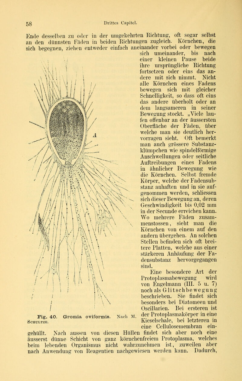 Ende desselben zu oder in der umgekehrten Richtung, oft sogar selbst an den dünnsten Fäden in beiden Richtungen zugleich. Körnchen, die sieh begegnen, ziehen entweder einfach aneinander vorbei oder bewegen sich umeinander, bis nach \ / einer kleinen Pause beide ihre ursprüngliche Richtung fortsetzen oder eins das an- dere mit sich nimmt. Nicht alle Körnchen eines Fadens bewegen sich mit gleicher Schnelligkeit, so dass oft eins das andere überholt oder an dem langsameren in seiner Bewegung stockt. „Viele lau- fen offenbar an der äussersten Oberfläche der Fäden, über welche man sie deutlich her- vorragen sieht. Oft bemerkt man auch grössere Substanz- klümpchen wie spindelförmige Anschwellungen oder seitliche Auftreibungen eines Fadens in ähnlicher Bewegung wie die Körnchen. Selbst fremde Körper, welche der Fadensub- stanz anhaften und in sie auf- genommen werden, schliessen sich dieser Bewegung an, deren Geschwindigkeit bis 0,02 mm in der Secunde erreichen kann. Wo mehrere Fäden zusam- menstossen, sieht man die Körnchen von einem auf den andern übergehen. An solchen Stellen befinden sich oft brei- tere Platten, welche aus einer stärkeren Anhäufung der Fa- densubstanz hervorgegangen sind. Eine besondere Art der Protoplasmabewegung wird von Engelmann (IIL 5 u. 7) noch als Glitschbewegung beschrieben. Sie findet sich besonders bei Diatomeen und Oscillarien. Bei ersteren ist der Protoplasmakörper in eine Kieselschale, bei letzteren in eine Cellulosemembran ein- gehüllt. Nach aussen von diesen Hüllen findet sich aber noch eine äusserst dünne Schicht von ganz körnchenfreiem Protoplasma, welches beim lebenden Organismus nicht wahrzunehmen ist, zuweilen aber nach Anwendung von Reagentien nachgewiesen werden kann. Dadurch, St ji m 1 # //j// Vi 1 lv\\-4\\ t\' \ \ i\ *!l i\ \ \ Fig. 40. SCHULTZE. Gromia oviformis. Nach M.