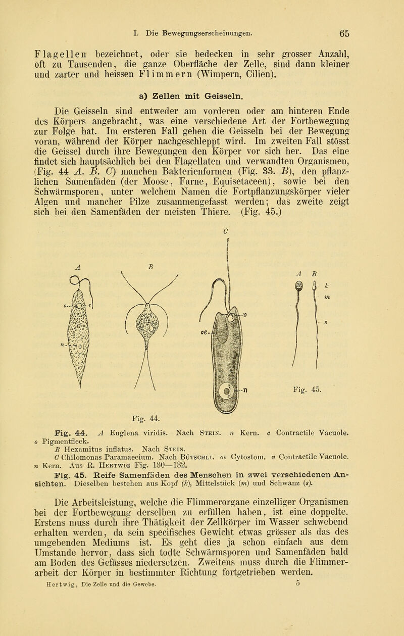 Flageilen bezeichnet, oder sie bedecken in sehr grosser Anzahl, oft zu Tausenden, die ganze Oberfläche der Zelle, sind dann kleiner und zarter und heissen Flimmern (Wimpern, Cilien). a) Zellen mit Geissein. Die Geissein sind entweder am vorderen oder am hinteren Ende des Körpers angebracht, was eine verschiedene Art der Fortbewegung zur Folge hat. Im ersteren Fall gehen die Geissein bei der Bewegung voran, während der Körper nachgeschleppt wird. Im zweiten Fall stösst die Geissei durch ihre Bewegungen den Körper vor sich her. Das eine findet sich hauptsächlich bei den Flagellaten und verwandten Organismen, (Fig. 44 Ä. B. C) manchen Bakterienformen (Fig. 33. jB), den pflanz- lichen Samenfäden (der Moose, Farne, Equisetaceen), sowie bei den Schwärmsporen, unter welchem Namen die Fortpflanzungskörper vieler Algen und mancher Pilze zusammengefasst werden; das zweite zeigt sich bei den Samenfäden der meisten Thiere. (Fig. 45.) A B Fig. 44. A Euglena viridis. Nach Stein. Kern. Fig. 45. Contractile Vacuole. Fig. 44. 0 Pigmentfleck. B Hexamitus inflatvis. Nach Stein. 0 Chilomonas Paramaecium. Nach Bütschli. oe Cytostom. v Contractile Vacuole. n Kern. Aus E. Hertwig Fig. 130—132. Fig. 45. Reife Samenfäden des Menschen in zwei verschiedenen An- sichten. Dieselben bestehen aus Kopf (k), Mittelstück {m) und Schwanz («). Die Arbeitsleistung, welche die Flimmerorgane einzelliger Organismen bei der Fortbewegung derselben zu erfüllen haben, ist eine doppelte. Erstens muss durch ihre Thätigkeit der Zellkörper im Wasser schwebend erhalten werden, da sein specifisches Gewicht etwas grösser als das des umgebenden Mediums ist. Es geht dies ja schon einfach aus dem Umstände hervor, dass sich todte Schwärmsporen und Samenfäden bald am Boden des Gefässes niedersetzen. Zweitens muss durch die Flimmer- arbeit der Körper in bestimmter Richtung fortgetrieben werden. Hertwig, Die Zelle und die Gewebe. 5