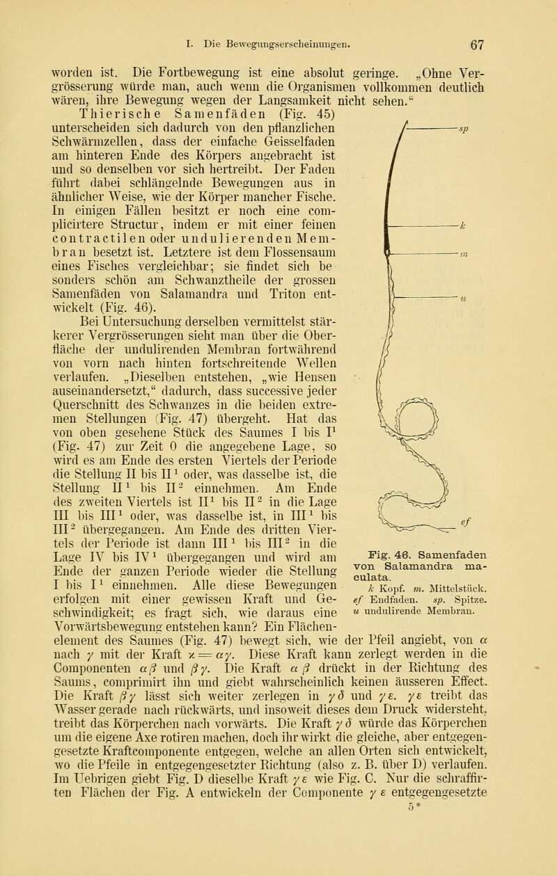 worden ist. Die Fortbewegung ist eine absolut geringe. „Ohne Ver- grösserung würde man, auch wenn die Organismen vollkommen deutlich wären, ihre Bewegung wegen der Langsamkeit nicht sehen. Thierische Samenfäden (Fig. 45) unterscheiden sich dadurch von den pflanzlichen Schwärmzellen, dass der einfache Geisselfaden am hinteren Ende des Körpers angebracht ist und so denselben vor sich hertreibt. Der Faden führt dabei schlängelnde Bewegungen aus in ähnlicher Weise, wie der Körper mancher Fische. In einigen Fällen besitzt er noch eine com- plicirtere Structur, indem er mit einer feinen contractilen oder undu 1 ierenden Mem- bran besetzt ist. Letztere ist dem Flossensaum eines Fisches vergleichbar; sie findet sich be sonders schön am Schwanztheile der grossen Samenfäden von Salamandra und Triton ent- wickelt (Fig. 46). Bei Untersuchung derselben vermittelst stär- kerer Vergrösserungen sieht man über die Ober- fläche der undulirenden Membran fortwährend von vorn nach hinten fortschreitende Wellen verlaufen. „Dieselben entstehen, „wie Hensen auseinandersetzt, dadurch, dass successive jeder Querschnitt des Schwanzes in die beiden extre- men Stellungen (Fig. 47) übergeht. Hat das von oben gesehene Stück des Saumes I bis I^ (Fig. 47) zur Zeit 0 die angegebene Lage, so wird es am Ende des ersten Viertels der Periode die Stellung II bis II ^ oder, was dasselbe ist, die Stellung U^ bis IP einnehmen. Am Ende des zweiten Viertels ist IP bis IP in die Lage III bis IIP oder, was dasselbe ist, in IIP bis IIP übergegangen. Am Ende des dritten Vier- tels der Periode ist dann IIP bis III ^ in die Lage IV bis IV ^ übergegangen und wird am Ende der ganzen Periode wieder die Stellung I bis P einnehmen. Alle diese Bewegungen erfolgen mit einer gewissen Kraft und Ge- schwindigkeit; es fragt sich, wie daraus eine Vorwärtsbewegung entstehen kann? Ein Flächen- element des Saumes (Fig. 47) bewegt sich, wie der Pfeil angiebt, von a nach / mit der Kraft x = ay. Diese Kraft kann zerlegt werden in die Componenten aß und ßy. Die Kraft aß drückt in der Kichtung des Saums, comprimirt ihn und giebt wahrscheinlich keinen äusseren Effect. Die Kraft ßy lässt sich weiter zerlegen m yd und y^. ye treibt das Wasser gerade nach rückwärts, und insoweit dieses dem Druck widersteht, treibt das Körperchen nach vorwärts. Die Kraft y ö würde das Körperchen um die eigene Axe rotiren machen, doch ihr wirkt die gleiche, aber entgegen- gesetzte Kraftcomponente entgegen, welche an allen Orten sich entwickelt, wo die Pfeile in entgegengesetzter Richtung (also z. B. über D) verlaufen. Im Uebrigen giebt Fig. D dieselbe Kraft y s wie Fig. C. Nur die schraffir- ten Flächen der Fig. A entwickeln der Componente y e entgegengesetzte Fig. 46. Samenfaden von Salamandra ma- culata. k Kopf. m. Mittelstück. ef Endfaden. sp. Spitze. u undulirende Membran.