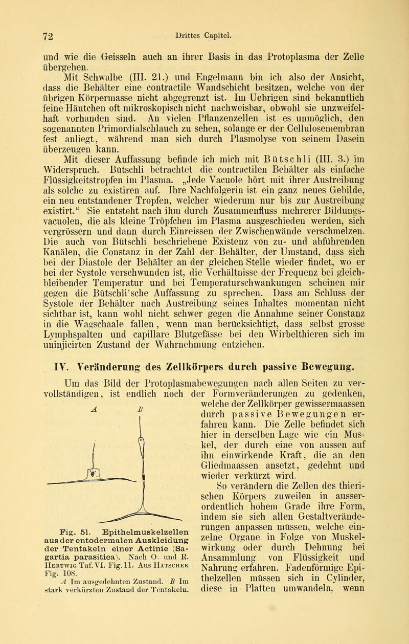 und wie die Geissein auch an ihrer Basis in das Protoplasma der Zelle übergehen. Mit Schwalbe (III. 21.) und Engelmann bin ich also der Ansicht, dass die Behälter eine contractile Wandschicht besitzen, welche von der übrigen Körpermasse nicht abgegrenzt ist. Im Uebrigen sind bekanntlich feine Häutchen oft mikroskopisch nicht nachweisbar, obwohl sie unzweifel- haft vorhanden sind. An vielen Pflanzenzellen ist es unmöglich, den sogenannten Primordialschlauch zu sehen, solange er der Cellulosemembran fest anliegt, während man sich durch Plasmolyse von seinem Dasein überzeugen kann. Mit dieser Auffassung befinde ich mich mit Bütschli (III. 3.) im Widerspruch. Bütschli betrachtet die contractilen Behälter als einfache Flüssigkeitstropfen im Plasma. „Jede Vacuole hört mit ihrer Austreibung als solche zu existiren auf. Ihre Nachfolgerin ist ein ganz neues Gebilde, ein neu entstandener Tropfen, welcher wiederum nur bis zur Austreibung existirt. Sie entsteht nach ihm durch Zusammenfiuss mehrerer Bildungs- vacuolen, die als kleine Tröpfchen im Plasma ausgeschieden werden, sich vergrössern und dann durch Einreissen der Zwischenwände verschmelzen. Die auch von Bütschli beschriebene Existenz von zu- und abführenden Kanälen, die Constanz in der Zahl der Behälter, der Umstand, dass sich bei der Diastole der Behälter an der gleichen Stelle wieder findet, wo er bei der Systole verschwunden ist, die Verhältnisse der Frequenz bei gleich- bleibender Temperatur und bei Temperaturschwankungen scheinen mir gegen die Bütschli'sche Auffassung zu sprechen. Dass am Schluss der Systole der Behälter nach Austreibung seines Inhaltes momentan nicht sichtbar ist, kann wohl nicht schwer gegen die Annahme seiner Constanz in die Wagschaale fallen, wenn man berücksichtigt, dass selbst grosse Lymphspalten und capillare Blutgefässe bei den Wirbelthieren sich im uninjicirten Zustand der Wahrnehmung entziehen. IV. Veränderung des Zellkörpers durch passive Bewegung. Um das Bild der Protoplasmabewegungen nach allen Seiten zu ver- vollständigen, ist endlich noch der Form Veränderungen zu gedenken, welche der Zellkörper gewissermaassen durch passive Bewegunge n er- fahren kann. Die Zelle befindet sich hier in derselben Lage wie ein Mus- kel, der durch eine von aussen auf ihn einwirkende Kraft, die an den Gliedmaassen ansetzt, gedehnt und wieder verkürzt wird. So verändern die Zellen des thieri- schen Körpers zuweilen in ausser- ordentlich hohem Grade ihre Form, indem sie sich allen Gestaltverände- rungen anpassen müssen, welche ein- zelne Organe in Folge von Muskel- wirkung oder durch Dehnung bei Ansammlung von Flüssigkeit und Nahrung erfahren. Fadenförmige Epi- thelzellen müssen sich in Cylinder, diese in Platten umwandeln, wenn Pig. 51. Epithelmuskelzellen aus der entodermalen Auskleidung der Tentakeln einer Actinie (Sa- gartia parasitiea). Nach O. und R. Hertwig Taf. vi. Fig. 11. Aus Hatschek Fig. 108. A Im ausgedehnten Zustand. B Im stark verkürzten Zustand der Tentakeln.