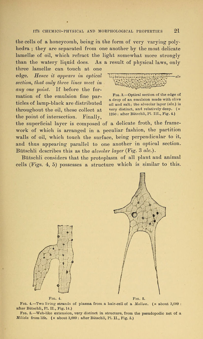 the cells of a honeycomb, being in the form of very varying poly- hedra ; they are separated from one another by the most delicate lamellae of oil, which refract the light somewhat more strongly than the watery liquid does. As a result of physical laws, only three lamellae can touch at one edge. Hence it appears in optical section, that only three lines meet in any one point. If before the for- mation of the emulsion fine par- ticles of lamp-black are distributed throughout the oil, these collect at th.e point of intersection. Finally, the superficial layer is composed of a delicate froth, the frame- work of which is arranged in a peculiar fashion, the partition walls of oil, which touch the surface, being perpendicular to it, and thus appearing parallel to one another in optical section. Biitschli describes this as the alveolar layer (Fig. 3 alv.). Btitschli considers that the protoplasm of all plant and animal cells (Figs. 4, 5) possesses a structure which is similar to this. Fi&. 3.—Optical section of the edge of a drop of an emulsion made with olive oil and salt; the alveolar layer (alv.) is very distinct, and relatively deep, (x 1250 : after ButEChli, PL III., Fig. 4.) Fig. 4. Fig. 5. Fig. 4.—Two living strands of plasma from a hair-cell of a Mallow, (x about 3,000 : after Butschli, PI. II., Fig. 14.) Fig. 5.—Web-like extension, very distinct in structure, from the pseudopodic net of a Miliola from life, (x about 3,000 : after Butschli, PI. II., Fig. 5.)