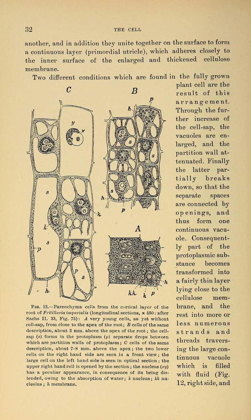 another, and in addition they unite together on the surface to form a continuous layer (primordial utricle), which adheres closely to the inner surface of the enlarged and thickened cellulose membrane. Two different conditions which are found in the fully grown plant cell are the result of this arrange ment. Through the fur- ther increase of the cell-sap, the vacuoles are en- larged, and the partition wall at- tenuated. Finally the latter par- tially breaks down, so that the separate spaces are connected by openings, and thus form one continuous vacu- ole. Consequent- ly part of the protoplasmic sub- stance becomes transformed into a fairly thin layer lying close to the cellulose mem- brane, and the rest into more or less numerous strands and threads travers- ing the large con- tinuous vacuole which is filled with fluid (Fig. 12, right side, and Fig. 12.—Parenchyma cells from the cortical layer of the root of frifilloriaimperialis (longitudinal sections, x 550: after Sachs II. 33, Fig. 75) : A very young cells, as yet without cell-sap, from close to the apex of the root; B cells of the same description, about 2 mm. above the apex of the root; the cell- sap (o) forms in the protoplasm (p) separate drops between which are partition w^alls of protoplasm; C cells of the same description, about 7-8 mm. above the apex; the two lower cells on the right hand side are seen in a front view; the large cell on the left hand side is seen in optical section ; the upper right hand cell is opened by the section; the nucleus {xy) has a peculiar appearance, in consequence of its being dis- tended, owing to the absorption of water; fc nucleus; fcfc nu- cleolus ; h membrane.