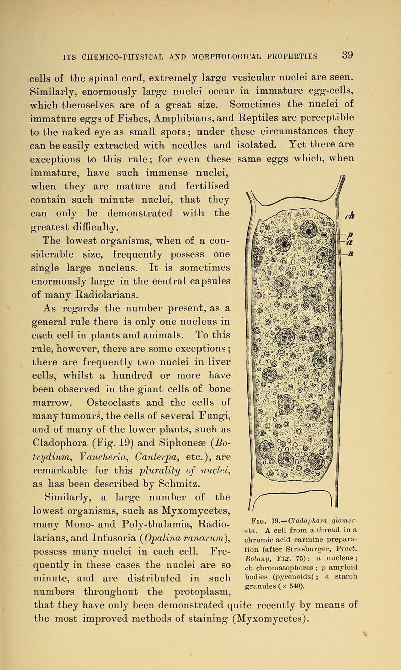 cells of the spinal cord, extremely large vesicular nuclei are seen. Similarly, enormously large nuclei occur in immature egg-cells, which themselves are of a great size. Sometimes the nuclei of immature eggs of Fishes, Amphibians, and Reptiles are perceptible to the naked eye as small spots; under these circumstances they can be easily extracted with needles and isolated. Yet there are exceptions to this rule; for even these same eggs which, when immature, have such immense nuclei, when they are mature and fertilised contain such minute nuclei, that they can only be demonstrated with the greatest difficulty. The lowest organisms, when of a con- siderable size, frequently possess one single large nucleus. It is sometimes enormously large in the central capsules of many Radiolarians. As regards the number present, as a general rule there is only one nucleus in each cell in plants and animals. To this rule, however, there are some exceptions ; there are frequently two nuclei in liver cells, whilst a hundred or more have been observed in the giant cells of bone marrow. Osteoclasts and the cells of many tumours, the cells of several Fungi, and of many of the lower plants, such as Cladophora (Fig. 19) and Siphoned (Bo- try dium, Vaucheria, Caulerpa, etc.), are remarkable for this plurality of nuclei, as has been described by Schmitz. Similarly, a large number of the lowest organisms, such as Myxomycetes, many Mono- and Poly-thalamia, Radio- larians, and Infusoria (Opalina ranarum), possess many nuclei in each cell. Fre- quently in these cases the nuclei are so minute, and are distributed in such numbers throughout the protoplasm, that they have only been demonstrated quite recently by means of the most improved methods of staining (Myxomycetes). Fig. IQ.— CladopJiora glomer- ata. A cell Erom a thread in a chromic acid carmine prepara- tion (after Strasburger, Pract. Botany, Fig. 75): n nucleus; ch chroraatophores ; 3) amyloid bodies (pyrenoids); a starch grs.Qules ( X 540).