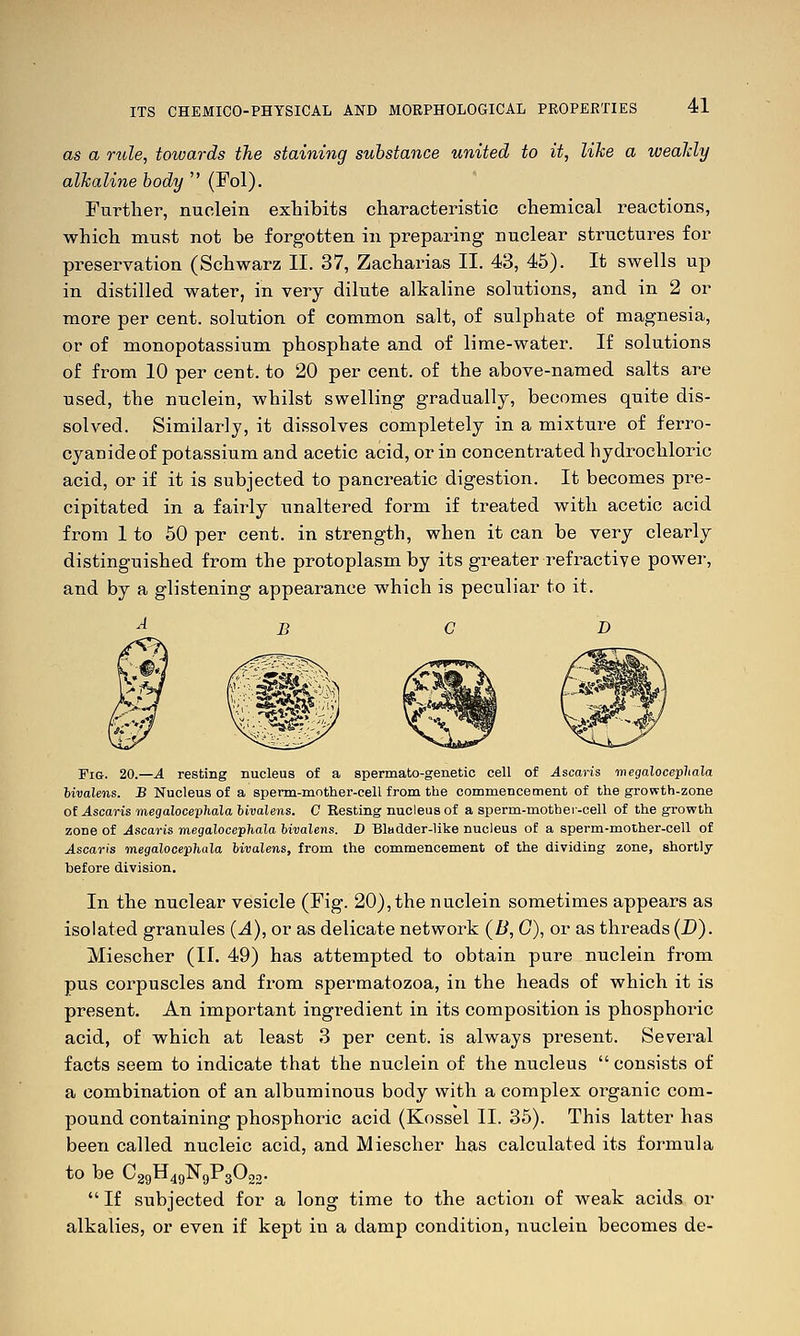 as a rule, towards the staining substance united to it, like a wealdy alkaline body  (Fol). Further, nuelein exhibits characteristic chemical reactions, which must not be forgotten in preparing nuclear structures for preservation (Schwarz II. 37, Zacharias II. 43, 45). It swells up in distilled water, in very dilute alkaline solutions, and in 2 or more per cent, solution of common salt, of sulphate of magnesia, or of monopotassium phosphate and of lime-water. If solutions of from 10 per cent, to 20 per cent, of the above-named salts are used, the nuelein, whilst swelling gradually, becomes quite dis- solved. Similarly, it dissolves completely in a mixture of ferro- cyanideof potassium and acetic acid, or in concentrated hydrochloric acid, or if it is subjected to pancreatic digestion. It becomes pre- cipitated in a fairly unaltered form if treated with acetic acid from 1 to 50 per cent, in strength, when it can be very clearly distinguished from the protoplasm by its greater refractive power, and by a glistening appearance which is peculiar to it. Fig. 20.—A resting nucleus of a spermato-genetic cell of ^scaris megalocepliala bwalems. B Nucleus of a sperm-motlier-cell from the commencement of the growth-zone of Ascaris megalocephala livalens. C Resting nucleus of a sperm-mother-cell of the growth zone of Ascaris megalocephala bivalens. D Bladder-like nucleus of a sperm-molher-cell of ^scan's megalocephala bivalens, from the commencement of the dividing zone, shortly before division. In the nuclear vesicle (Fig. 20), the nuelein sometimes appears as isolated granules (A), or as delicate network (Z^, G), or as threads (D). Miescher (If. 49) has attempted to obtain pure nuelein from pus corpuscles and from spermatozoa, in the heads of which it is present. An important ingredient in its composition is phosphoric acid, of which at least 3 per cent, is always present. Several facts seem to indicate that the nuelein of the nucleus  consists of a combination of an albuminous body with a complex organic com- pound containing phosphoric acid (Kossel II. 35). This latter has been called nucleic acid, and Miescher has calculated its formula to be C29H4gN9P30o2.  If subjected for a long time to the action of weak acids or alkalies, or even if kept in a damp condition, nuelein becomes de-