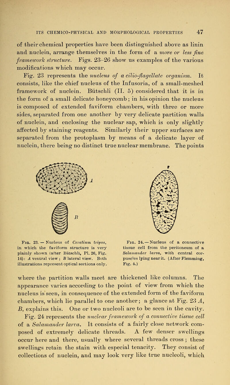 of theii' chemical properties liave been distinguished above as linin and nuclein, arrange themselves in the form of a viore or less fine frameioorh structure. Figs. 23-26 show ns examples of the various modifications which may occur. Fig. 23 represents the nucleus of a cilio-flagellate organism. It consists, like the chief nucleus of the Infusoria, of a small-meshed framework of nuclein. Biitschli (II. 5) considered that it is in the form of a small delicate honeycomb ; in his opinion the nucleus is composed of extended faviform chambers, with three or more sides, separated from one another by very delicate partition walls of nuclein, and enclosing the nuclear sap, which is only slightly affected by staining reagents. Similarly their upper surfaces are separated from the protoplasm by means of a delicate layer of nuclein, there being no distinct true nuclear membrane. The points Fia. 23. — Nucleus of Ceyatiuim tripos, in wHich the faviform structure is very plainly shown (after Biitschli, PI. 26, Fig. 14): 4 ventral view ; B lateral view. Both illustrations represent optical sections only. Fig. 24. — Nucleus of a connective tissue cell from the peritoneum of a Salamander larva, with central cor- puscles lying near it. (After Flemming, Fig. 4.) where the partition walls meet are thickened like columns. The appearance varies according to the point of view from which the nucleus isseen, in consequence of the extended form of the faviform chambers, which lie parallel to one another; a glance at Fig. 23 A, B, explains this. One or two nucleoli are to be seen in the cavity. Fig. 24 represents the nuclear framework of a connective tissue cell of a Salamander larva. It consists of a fairly close network com- posed of extremely delicate threads. A few denser swellings occur here and there, usually where several threads cross ; these swellings retain the stain with especial tenacity. They consist of collections of nuclein, and may look very like true nucleoli, which