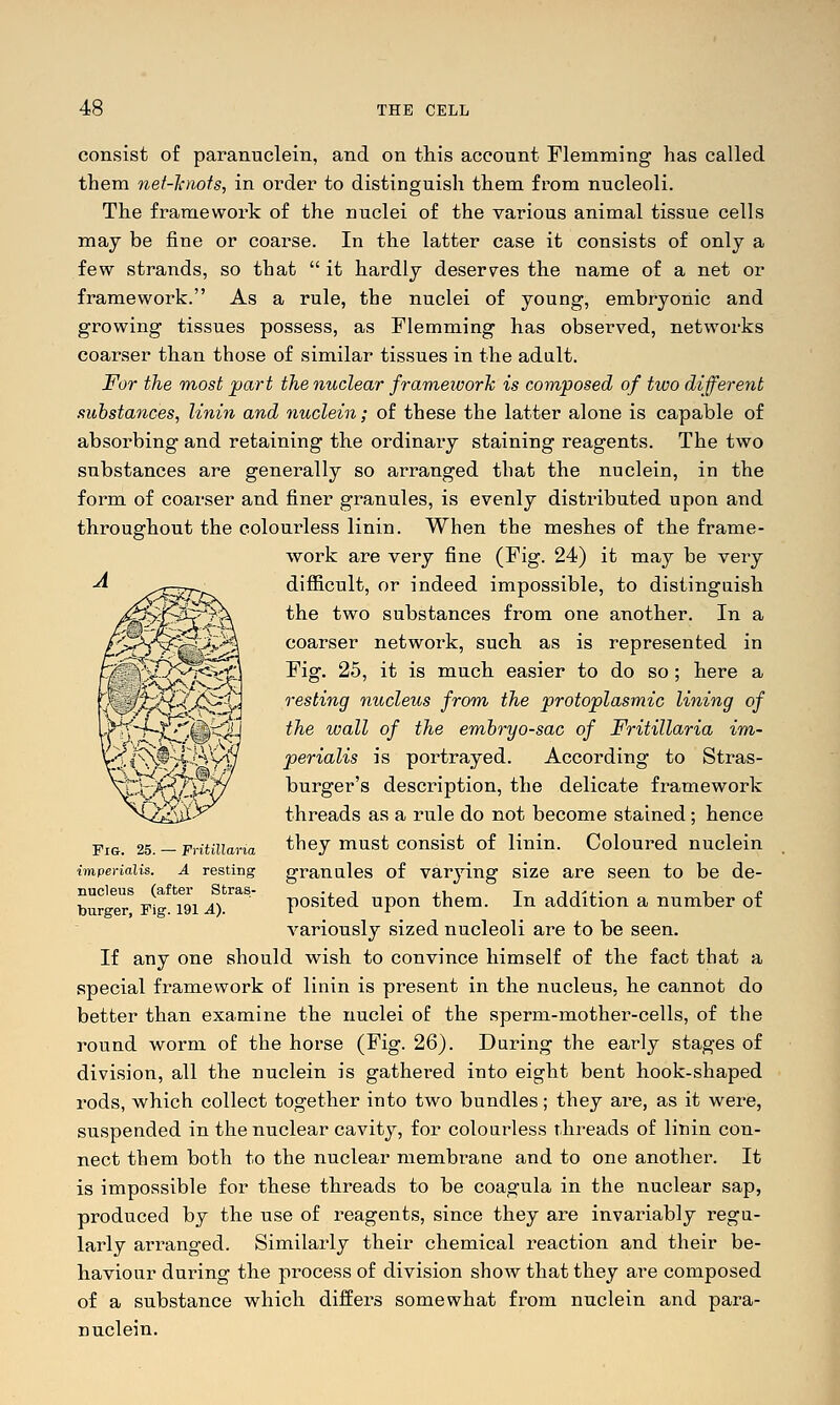 consist of paranuclein, and on this account Flemming has called them nef-l-nofs, in order to distinguish them from nucleoli. The framework of the nuclei of the various animal tissue cells may be fine or coarse. In the latter case it consists of only a few strands, so that  it hardly deserves the name of a net or framework. As a rule, the nuclei of young, embryonic and growing tissues possess, as Flemming has observed, networks coarser than those of similar tissues in the adult. For the most part the nuclear framework is composed of two different fticbstances, linin and nuclein; of these the latter alone is capable of absorbing and retaining the ordinary staining reagents. The two substances are generally so arranged that the nuclein, in the form of coarser and finer granules, is evenly distributed upon and throughout the colourless linin. When the meshes of the frame- work are very fine (Fig. 24) it may be very difficult, or indeed impossible, to distinguish the two substances from one another. In a coarser network, such as is represented in Fig. 25, it is much easier to do so; here a resting nucleus from the protoplasmic lining of the wall of the embryo-sac of Fritillaria im- perialis is portrayed. According to Stras- burger's description, the delicate framework threads as a rule do not become stained; hence they must consist of linin. Coloured nuclein granules of varying size are seen to be de- posited upon them. In addition a number of variously sized nucleoli are to be seen. If any one should wish to convince himself of the fact that a special framework of linin is present in the nucleus, he cannot do better than examine the nuclei o£ the sperm-mother-cells, of the round worm of the horse (Fig. 26). During the early stages of division, all the nuclein is gathered into eight bent hook-shaped rods, which collect together into two bundles; they are, as it were, suspended in the nuclear cavity, for colourless threads of linin con- nect them both to the nuclear membrane and to one another. It is impossible for these threads to be coagula in the nuclear sap, produced by the use of reagents, since they are invariably regu- larly arranged. Similarly their chemical reaction and their be- haviour during the process of division show that they are composed of a substance which differs somewhat from nuclein and para- nuclein. Fig. 25. — Fritillaria imperialis. A resting nucleus (after Stras- tourger, Fig. 191 A).