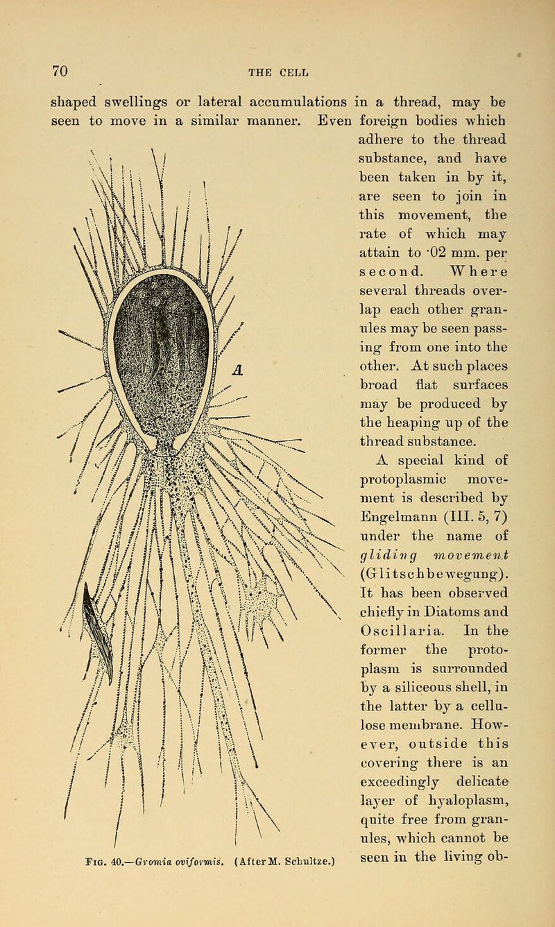 sliaped swellings or lateral accumulations seen to move in a similar manner. Even (//^ mm V'v' l\ Fig. 40.—Gromia oviformis, (AfterM. Sclmltze.) in a thread, may be foreign bodies ■which adhere to the thread substance, and have been taken in by it, are seen to join in this movement, the rate of which may attain to 02 mm. per second. Where several threads over- lap each other gran- ules may be seen pass- ing from one into the other. At such places broad flat surfaces may be produced by the heaping up of the thread substance. A special kind of protoplasmic move- ment is described by Engelmann (III. 5, 7) under the name of gliding movevien.t (Glitschbewegung). It has been observed chiefly in Diatoms and Oscillaria. In the former the proto- plasm is surrounded by a siliceous shell, in the latter by a cellu- lose membrane. How- ever, outside this covering there is an exceedingly delicate layer of hyaloplasm, quite free from gran- ules, which cannot be seen in the living ob-