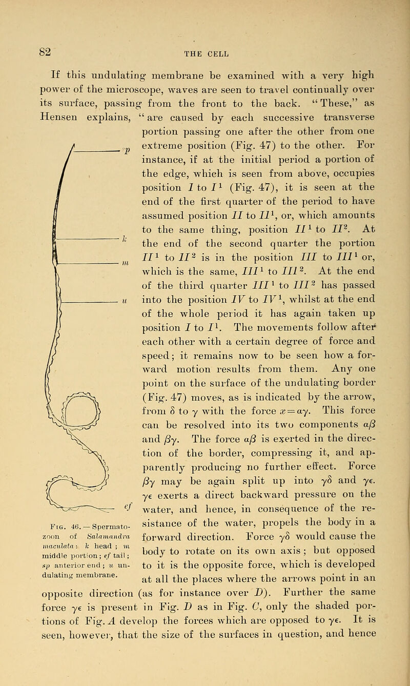 If this undulating- membrane be examined with a very high power of the microscope, waves are seen to travel continually over its surface, passing from the front to the back. These, as Hensen explains,  are caused by each successive transverse portion passing one after the other from one extreme position (Fig. 47) to the other. For instance, if at the initial period a portion of the edge, which is seen from above, occupies position Jtol^ (Fig. 47), it is seen at the end of the first quarter of the period to have assumed position II to 11^, or, which amounts to the same thing, position II ^ to JI^. At the end of the second quarter the portion 11^ to 11^ is in the position III to III^ or, which is the same, III^ to IIl^. At the end of the third quarter III ^ to III^ has passed into the position JF to IV ^, whilst at the end of the whole period it has again taken up position J to I^. The movements follow afte# each other with a certain degree of force and speed; it remains now to be seen how a for- ward motion results from them. Any one point on the surface of the undulating border (Fig. 47) moves, as is indicated by the arrow, from 8 to y with the force « = ay. This force can be resolved into its two components a/3 and /3y. The force a/3 is exerted in the direc- tion of the border, compressing it, and ap- parently producing no further effect. Force ^y may be again split up into yS and ye. ye exei'ts a direct backward pressure on the water, and hence, in consequence of the re- sistance of the water, propels the body in a forward direction. Force yS would cause the body to rotate on its own axis ; but opposed to it is the opposite force, which is developed at all the places where the arrows point in an opposite direction (as for instance over D). Further the same force ye is present in Fig. D as in Fig. C, only the shaded por- tions of Fig. A develop the forces which are opposed to ye. It is seen, howevej-, that the size of the surfaces in question, and hence Pig. 46. — Spermato- zoon of Salaniandra maculatn: Ic head ; m middle portion; ef tail; sp anterior end ; u un- dulatinj' membrane.