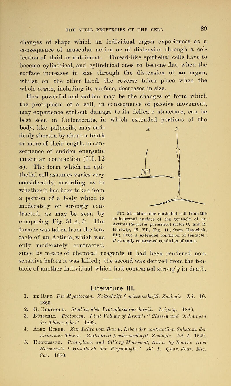 changes of sTiape which an individual organ experiences as a consequence of muscular action or of distension through a col- lection of fluid or nutriment. Thread-like epithelial cells have to become cylindrical, and cylindrical ones to become flat, when the surface increases in size through the distension of an organ, whilst, on the other hand, the reverse takes place when the whole organ, including its surface, decreases in size. How powerful and sudden may be the changes of form which the protoplasm of a cell, in consequence of passive movement, may experience without damage to its delicate structure, can be best seen in Coelenterata, in which extended portions of the body, like palpocils, may sud- denly shorten by about a tenth or more of their length, in con- sequence of sudden energetic muscular contraction (III. 12 a). The form which an epi- thelial cell assumes varies very considerably, according as to whether it has been taken from a portion of a body which is moderately or strongly con- tracted, as may be seen by comparing Fig. 51 A, B. The former was taken from the ten- tacle of an Actinia, which was only moderately contracted, since by means of chemical reagents it had been rendered non- sensitive before it was killed ; the second was derived from the ten- tacle of another individual which had contracted sti'onglyin death. Fig. 51.—Muscular epithelial cell from the endodermal surface of the tentacle of an Actinia {Sagartia parasitica) (after O. and R. Hertwig-, PI. VI., Fig. 11 ; from Hatschek, Fig. 108): A extended condition of tentacle; B strongly contracted condition of same. Literature III. 1. BE Bary. Die Mycetozoen. Zeitschrift f. icissenscliaftl. Zoologie. Bd. 10. 1860. 2. G. Bekthold. Studien iiher Froto'plasmaviecliamk. Leipzig. 1886. 3. BuTSCHLi. Protozoen. First Volume of Bronn's  Classen und Ordnuiigen dfs Thierreichs. 1889. 4. Alex. Eckeb. Zur Lelire vom Bau u. Leben der conlractilen Suhstanz der niedersten Tldere. Zeiischrift f. wissenschaftl. Zoologie. Bd. I. 1849. 5. Engelmann. Protoplasm and Ciliary Movement, trans, by Bourne from Hermann^  Haudbuch der Physiologic. Bd. I. Quur. Jour. Mic. Soc. 1880.