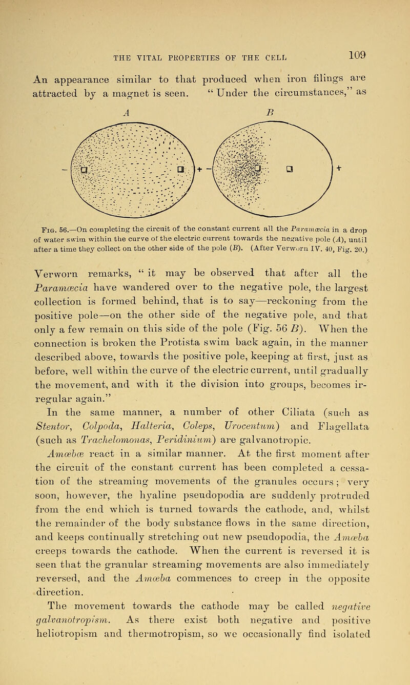 An appearance similar to that produced when iron filings are attracted by a magnet is seen.  Under the circumstances, as EiG. 56.—On completing the circuit of the constant current all the ParamcEcia in a drop of water swim withia the curve of the electric current towards the netfative pole (A), until after a time they collect on the other side of the pole (B). (After Verworn IV. 40, Fig. 20.) Vervvorn remarks,  it may be observed that after all the Paramcecia have wandered over to the negative pole, the largest collection is formed behind, that is to say^reckoning from the positive pole—on the other side of the negative pole, and that only a few remain on this side of the pole (Fig. 56 B). When the connection is broken the Protista swim back again, in the manner described above, towards the positive pole, keeping at first, just as before, well within the curve of the electric current, until gradually the movement, and with it the division into groups, becomes ir- regular again. In the same manner, a number of other Ciliata (such as Stentor, Colpoda, HaUeria, Coleps, Urocentum) and Flagellata (such as Trachelomonas, Peridiniuvi) are galvanotropic. AmoehcB react in a similar manner. At the first moment after the circuit of the constant current has been completed a cessa- tion of the streaming movements of the granules occurs ; very soon, however, the hyaline pseudopodia are suddenly protruded from the end which is turned towards the cathode, and, whilst the remainder of the body substance flows in the same direction, and keeps continually stretching out new pseudopodia, the Amoeba creeps towards the cathode. When the current is reversed it is seen that the granular streaming movements are also immediately reversed, and the Amoeba commences to creep in the opposite direction. The movement towards the cathode may be called negatwe galvanotropisrn. As there exist both negative and positive heliotropism and thermotropism, so we occasionally find isolated