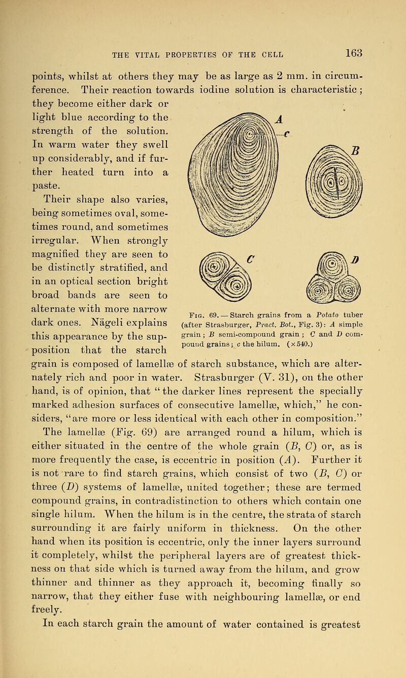 Fig. 69. — Starch grains from a Potato tuber (after Strasburger, Pract. Bat., Fig. 3): A simple grain; B semi-compound grain ; C and D com- pound grains; c the hilum. (x540.) points, whilst at others thej may be as large as 2 mm. in circum- ference. Their reaction towards iodine solution is characteristic ; they become either dark or light blue according to the strength of the solution. In warm water they swell up considerably, and if fur- ther heated turn into a paste. Their shape also varies, being sometimes oval, some- times round, and sometimes irregular. When strongly magnified they are seen to be distinctly stratified, and in an optical section bright broad bands are seen to alternate with more narrow dark ones. IS^ageli explains this appearance by the sup- position that the starch grain is composed of lamellas of starch substance, which are alter- nately rich and poor in water. Strasburger (Y. 31), on the other hand, is of opinion, that  the darker lines represent the specially marked adhesion surfaces of consecutive lamellse, which, he con- siders, are more or less identical with each other in composition. The lamellge (Fig. 69) are arranged round a hilum, which is either situated in the centre of the whole grain (B, C). or, as is more frequently the case, is eccentric in position (A). Further it is not rare to find starch grains, which consist of two (B, G) or three (D) systems of lamellae, united together; these are termed compound grains, in contradistinction to others which contain one single hilum. When the hilum is in the centre, the strata of starch surrounding it are fairly uniform in thickness. On the other hand when its position is eccentric, only the inner layers surround it completely, whilst the peripheral layers are of greatest thick- ness on that side which is turned away from the hilum, and grow thinner and thinner as they approach it, becoming finally so narrow, that they either fuse with neighbouring lamella, or end freely. In each starch grain the amount of water contained is greatest