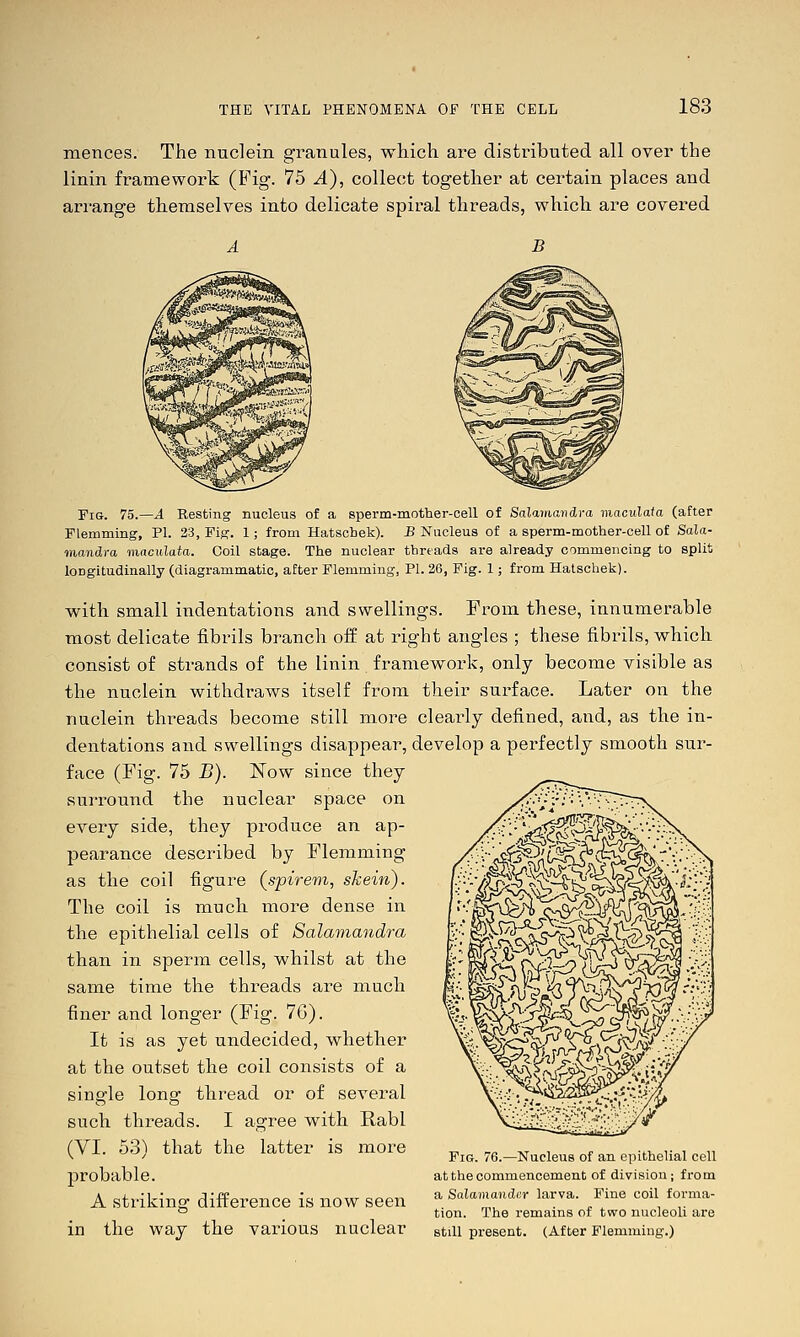 mences. The nuclein granules, which are distributed all over the linin framework (Fig. 75 A), collect together at certain places and arrange themselves into delicate spiral threads, which are covered Fig. 75.—A Resting nucleus of a sperm-mother-cell of Salamavdra maculata (after Flemming, PI. 23, Fig. 1; from Hatschek). B Nucleus of a sperm-mother-cell of Sala- mandra maculata. Coil stage. The nuclear threads are already commencing to split longitudinally (diagrammatic, after Flemming, PI. 26, Fig. 1; from Hatschek). with small indentations and swellings. From these, innumerable most delicate fibrils branch off at right angles ; these fibrils, which consist of sti^ands of the linin framework, only become visible as the nuclein withdraws itself from their surface. Later on the nuclein threads become still more clearly defined, and, as the in- dentations and swellings disappear, develop a perfectly smooth sur- face (Fig. 75 B). Kow since they surround the nuclear space on every side, they produce an ap- pearance described by Flemming as the coil figure {spirem, shein). The coil is much more dense in the epithelial cells of Salamandra than in sperm cells, whilst at the same time the threads are much finer and longer (Fig. 76). It is as yet undecided, whether at the outset the coil consists of a single long thread or of several such threads. I agree with. Rabl (VI. 53') that the latter is more t^ n^ -kt ^ *■ „ ■^v,^i-„-i ^„ii V ' Fig. 76.—Nucleus of an epithelial cell probable. atthecommencement of division; from A striking difference is now seen ^ SaUnxander larva. Fine coil forma- ° _ tion. The remains of two nucleoli are in the way the various nuclear still present. (After Flemming.)