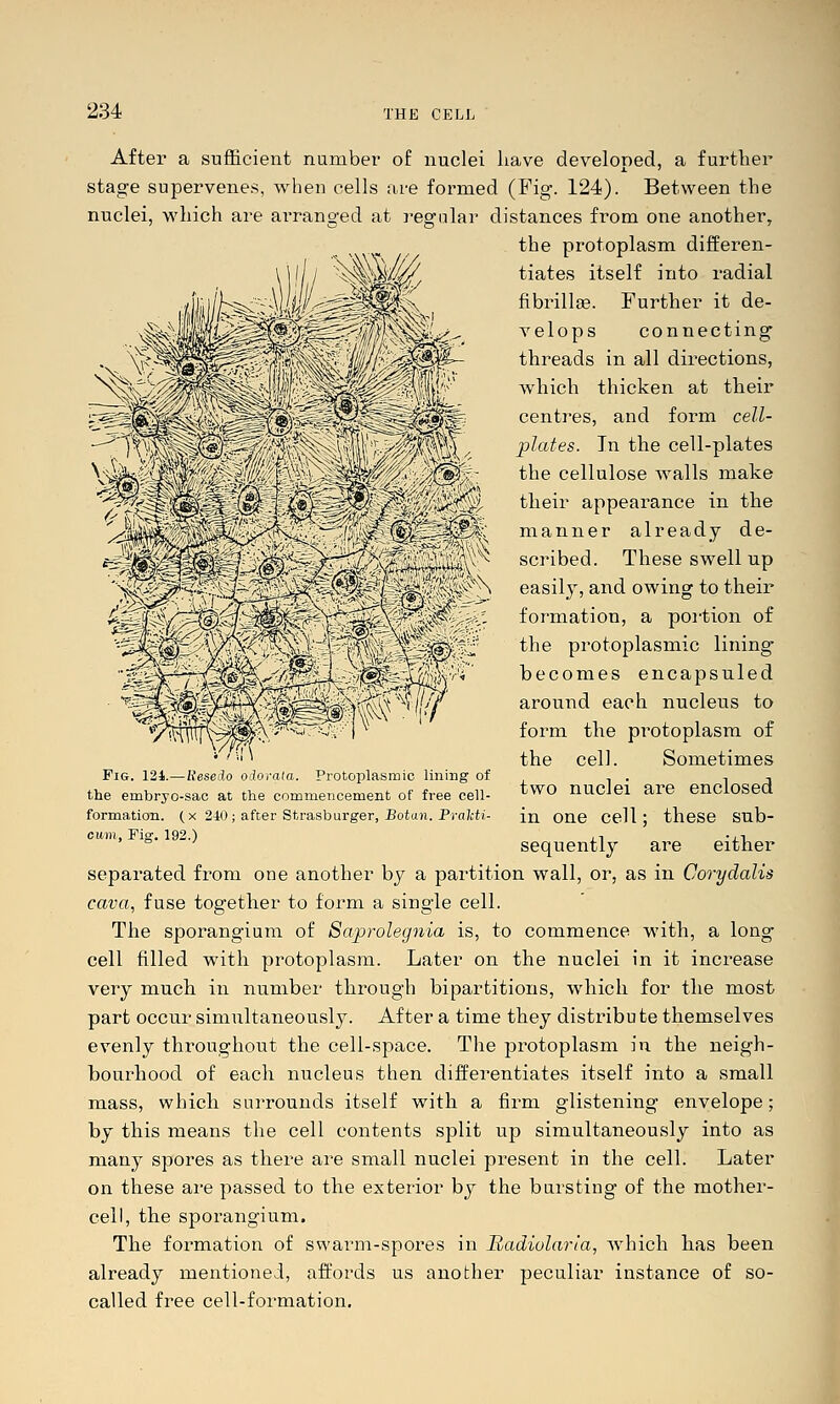 After a sufficient number of nuclei have developed, a further stage supervenes, when cells are formed (Fig. 124). Between the nuclei, which are ai*ranged at regular distances from one another, the protoplasm differen- hW/// tiates itself into radial fibrillge. Further it de- velops connecting threads in all directions, which thicken at their centres, and form cell- plates. In the cell-plates the cellulose walls make their appearance in the manner already de- scribed. These swell up easily, and owing to their formation, a portion of the protoplasmic lining becomes encapsuled around each nucleus to form the protoplasm of the cell. Sometimes two nuclei are enclosed in one cell; these sub- sequently are either separated fi'om one another by a partition wall, or, as in Corydalis cava, fuse together to foi^m a single cell. The sporangium of Saprolegnia is, to commence with, a long cell filled with protoplasm. Later on the nuclei in it increase very much in number through bipartitions, which for the most part occur simultaneously. After a time they distribu te themselves evenly throughout the cell-space. The protoplasm in the neigh- bourhood of each nucleus then diiferentiates itself into a small mass, which surrounds itself with a firm glistening envelope; by this means the cell contents split up simultaneously into as many spores as there are small nuclei present in the cell. Later on these are passed to the exterior by the bursting of the mother- cell, the sporangium. The formation of swarm-spores in Radiolaria, which has been already mentioned, afi^ords us another peculiar instance of so- called free cell-formation. Pig 131—Ueselo olaiaia Protoplasmic lining of the embryo-sac at the commencement of free cell- formation. (X 240; after Strasburger, Botan, Prahti- citm, Fig. 192.)