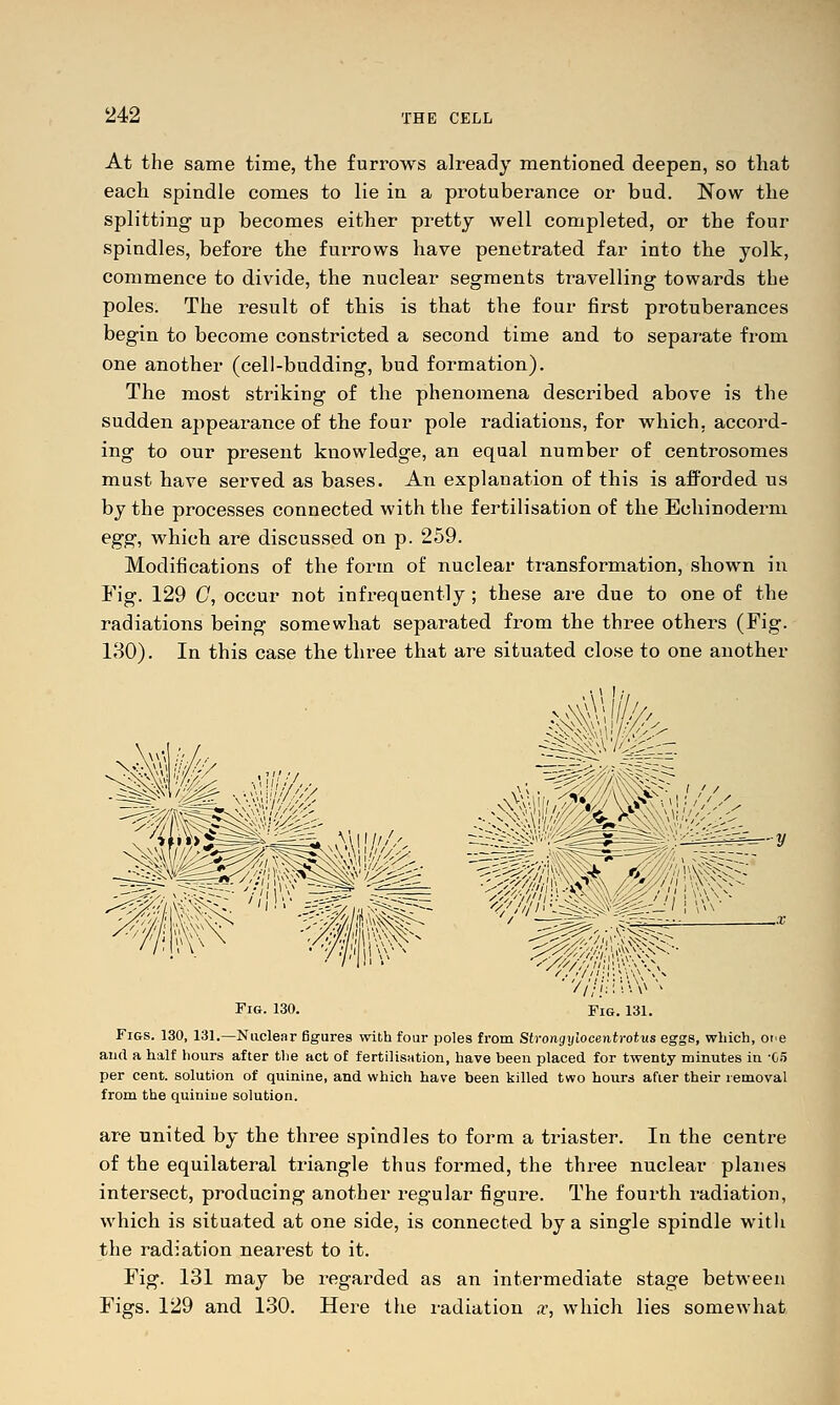 At the same time, the furrows already mentioned deepen, so that each spindle comes to lie in a protuberance or bud. Now the splitting up becomes either pretty well completed, or the four spindles, before the furrows have penetrated far into the yolk, commence to divide, the nuclear segments travelling towards the poles. The result of this is that the four first protuberances begin to become constricted a second time and to separate from one another (cell-budding, bud formation). The most striking of the phenomena described above is the sudden appearance of the four pole radiations, for which, accord- ing to our present knowledge, an equal number of centrosomes must have served as bases. An explanation of this is afi^orded us by the processes connected with the fertilisation of the Echinoderm eg^, which are discussed on p. 259. Modifications of the form of nuclear transformation, shown in Eig. 129 C, occur not infrequently; these are due to one of the radiations being somewhat separated from the three others (Fig. 130). In this case the three that are situated close to one another ^ ^ y^/l ;\^--N^^-' Fig. 130. Fig. 131. Figs. 130, 131.—Nuclear figures with four poles from Strongylocentrotus eggs, which, Ofe and a half hours after the act of tertilisHtion, have been placed for twenty minutes in -05 per cent, solution of quinine, and which have been killed two hours after their removal from the quinine solution. are united by the three spindles to form a ti-iaster. In the centre of the equilateral triangle thus formed, the three nuclear planes intersect, producing another regular figure. The fourth radiation, which is situated at one side, is connected by a single spindle with the radiation nearest to it. Fig. 131 may be regarded as an intermediate stage between Figs. 129 and 130. Here the radiation ,t, which lies somewhat