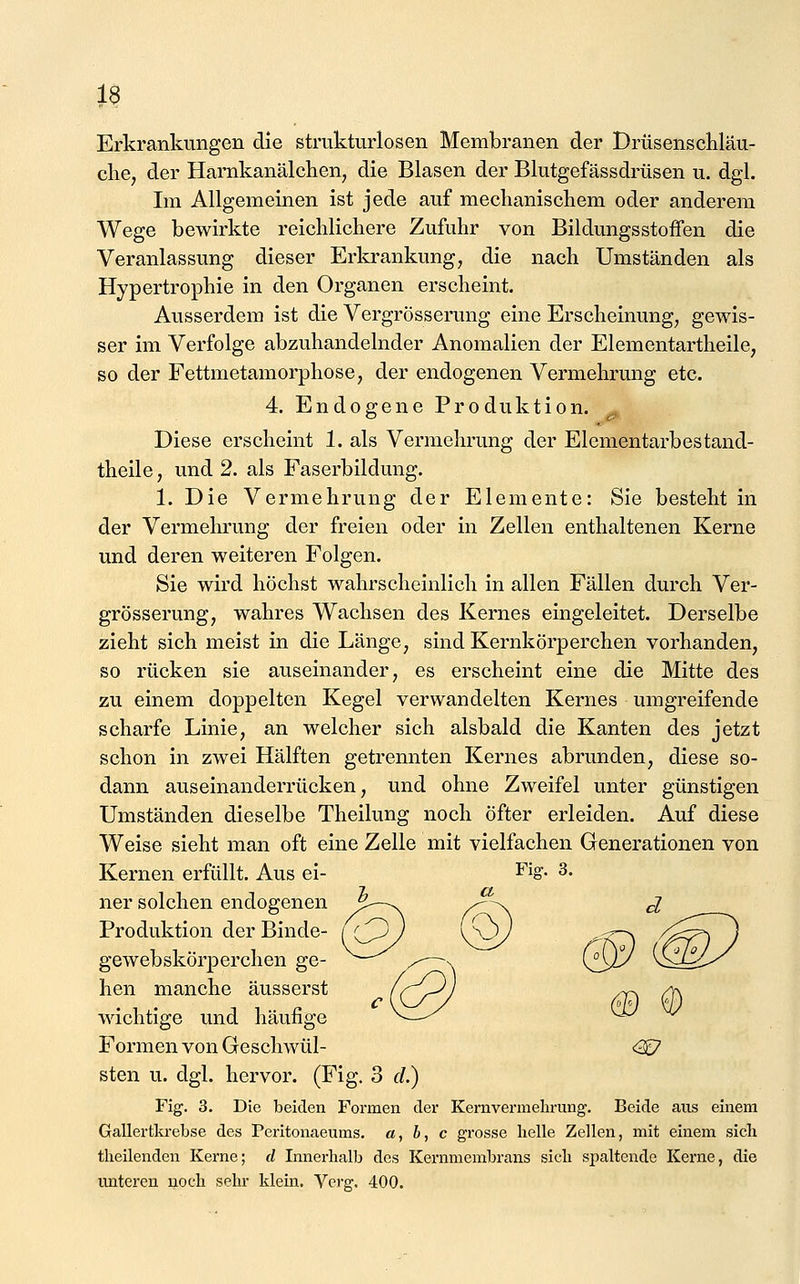 Erkrankungen die strukturlosen Membranen der Drüsenschläu- che, der Harnkanälchen, die Blasen der Blutgefässdrüsen u. dgl. Im Allgemeinen ist jede auf mechanischem oder anderem Wege bewirkte reichlichere Zufuhr von Bildungsstoffen die Veranlassung dieser Erkrankung, die nach Umständen als Hypertrophie in den Organen erscheint. Ausserdem ist die Vergrösserung eine Erscheinung, gewis- ser im Verfolge abzuhandelnder Anomalien der Elementartheile, so der Fettmetamorphose, der endogenen Vermehrung etc. 4. Endogene Produktion. ^ Diese erscheint 1. als Vermehrung der Elementarbestand- theile, und 2. als Faserbildung. 1. Die Vermehrung der Elemente: Sie besteht in der Vermehrung der freien oder in Zellen enthaltenen Kerne und deren weiteren Folgen. Sie wird höchst wahrscheinlich in allen Fällen durch Ver- grösserung, wahres Wachsen des Kernes eingeleitet. Derselbe zieht sich meist in die Länge, sind Kernkörperchen vorhanden, so rücken sie auseinander, es erscheint eine die Mitte des zu einem doppelten Kegel verwandelten Kernes umgreifende scharfe Linie, an welcher sich alsbald die Kanten des jetzt schon in zwei Hälften getrennten Kernes abrunden, diese so- dann auseinanderrücken, und ohne Zweifel unter günstigen Umständen dieselbe Theilung noch öfter erleiden. Auf diese Weise sieht man oft eine Zelle mit vielfachen Generationen von Kernen erfüllt. Aus ei- Fig. 3. ner solchen endogenen Produktion der Binde- gewebskörperchen ge- hen manche äusserst wichtige und häufige Formen von Geschwül- sten u. dgl. hervor. (Fig. 3 cl.) Fig. 3. Die beiden Formen der Kernvermehrung. Beide aus einem Gallertla-ebse des Peritonaeums. a, b, c grosse helle Zellen, mit einem sich theilenden Kerne; d Innerhalb des Kernmembrans sich si^altende Kerne, die unteren noch sehr klein. Yerg, 400. &