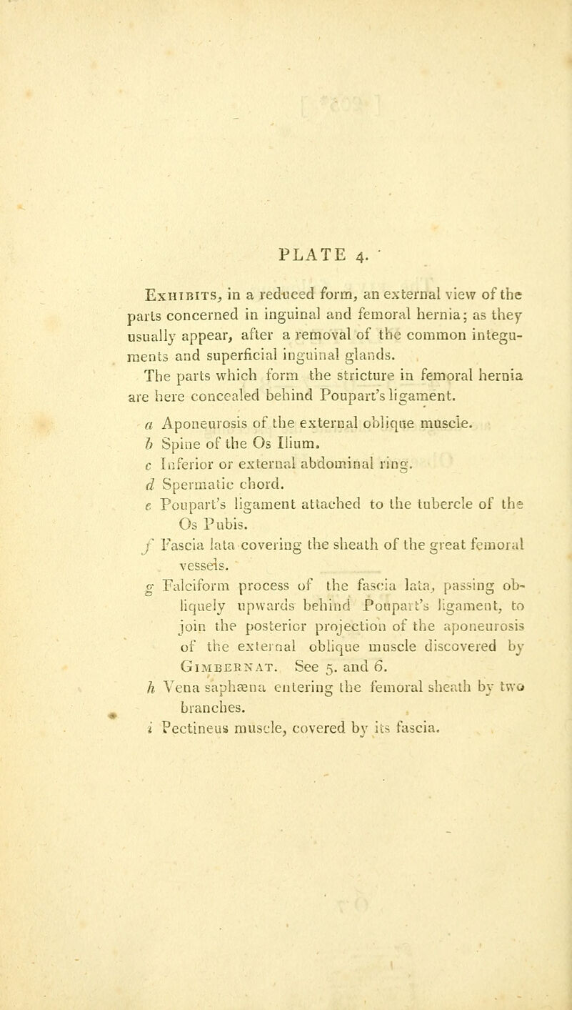 Exhibits^ in a reduced form, an external view of the parts concerned in inguinal and femoral hernia; as they usually appear, after a removal of the common integu- ments and superficial inguinal glands. The parts which form the stricture in femoral hernia are here concealed behind Poupart's ligament. a Aponeurosis of the external oblique muscle. h Spine of the Os Ilium. c Inferior or external abdominal ring. d Spevmaiic chord. e Poupart's ligament attached to the tubercle of the Os Pubis. J Fascia lata covering the sheath of the great femoral vessels. g Falciform process of the fascia lata, passing ob- liquely upwards behind Poupart's ligament, to join the posterior projection of the aponeurosis of the external oblique muscle discovered by GiMBERNAT. See 5. and 6. h Vena saphsena entering the femoral sheath by two branches. i Pectineus muscle, covered by its fascia.
