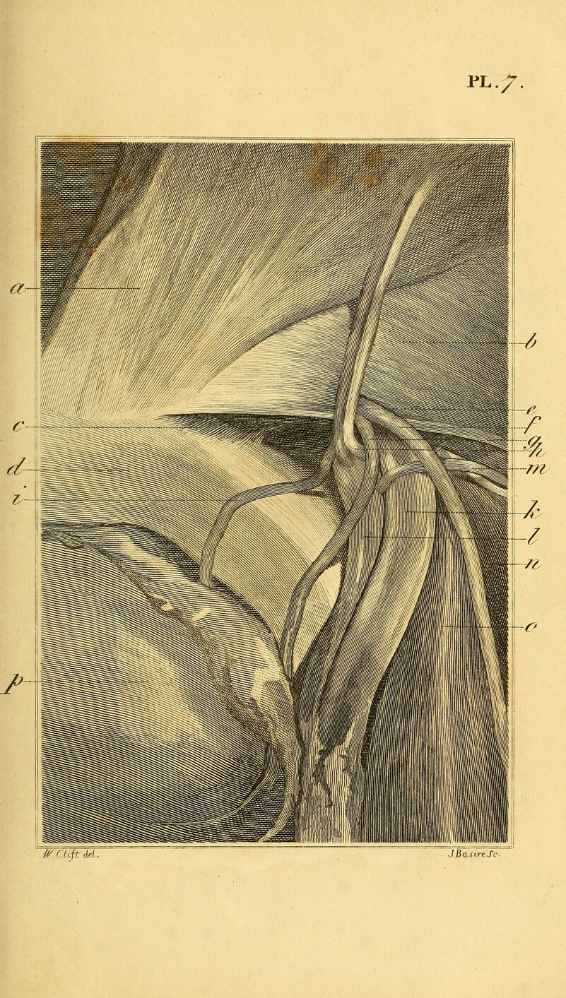 PL./. ^^CUft M. JBamcSc