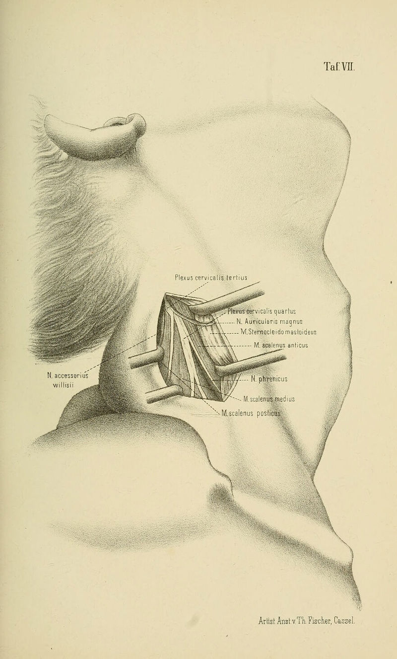 N accessonu's | willisn .4 TafW. Plexus ceruicalis terhus ,PlexusodrvicalIS quartus N Auneularis magnus M Sfemocleidomastoideus M scalenus anHeus '^M scalenus po';fict(s